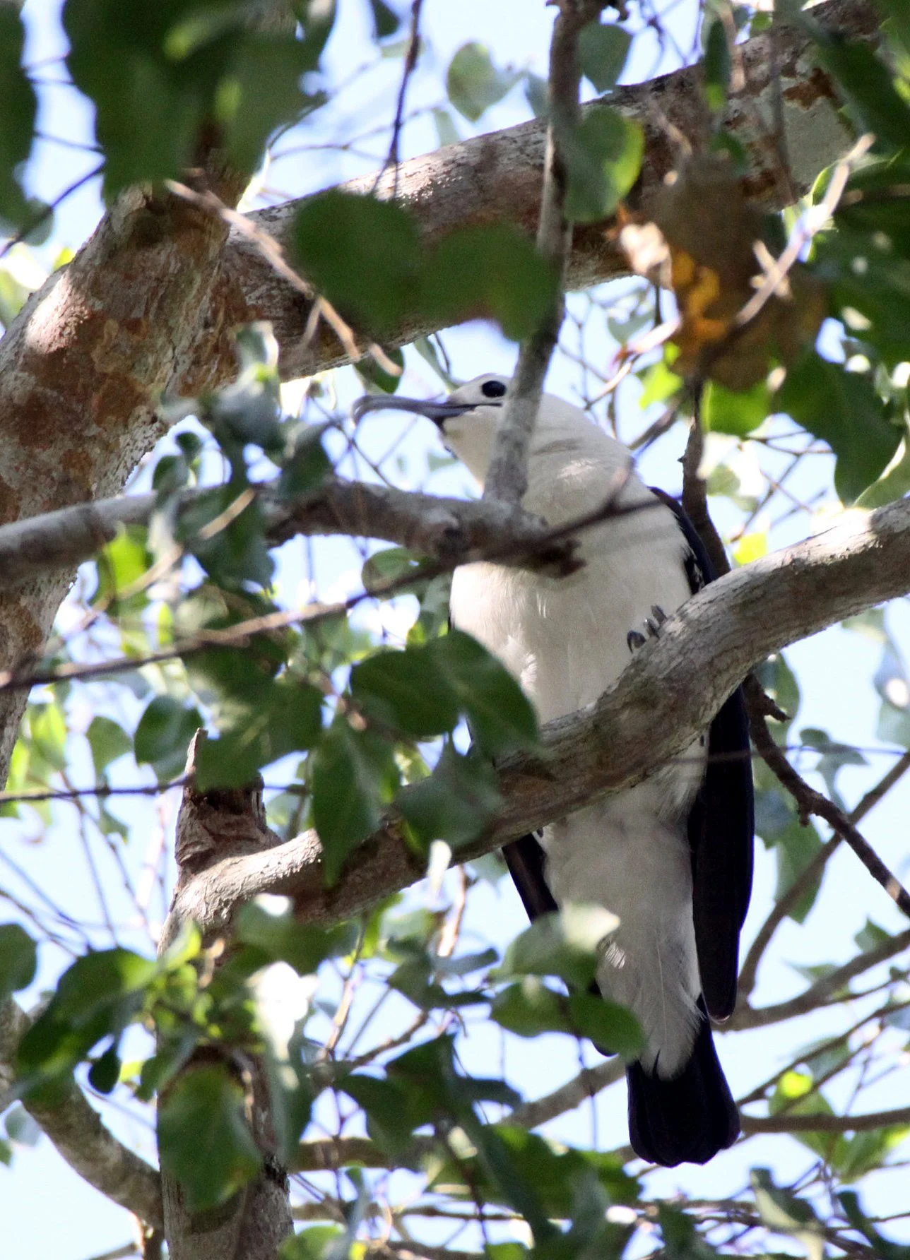 Falculea palliata - Sickle-billed Vanga - Berenty Reserve Madagascar (5).JPG