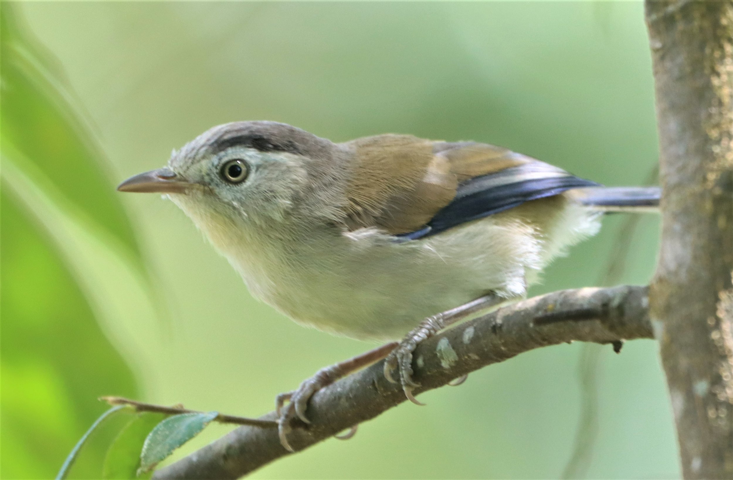 MINLA - BLUE-WINGED MINLA - Actinodura cyanouroptera - DOI ANG KANG CHIANG MAI (4).jpg