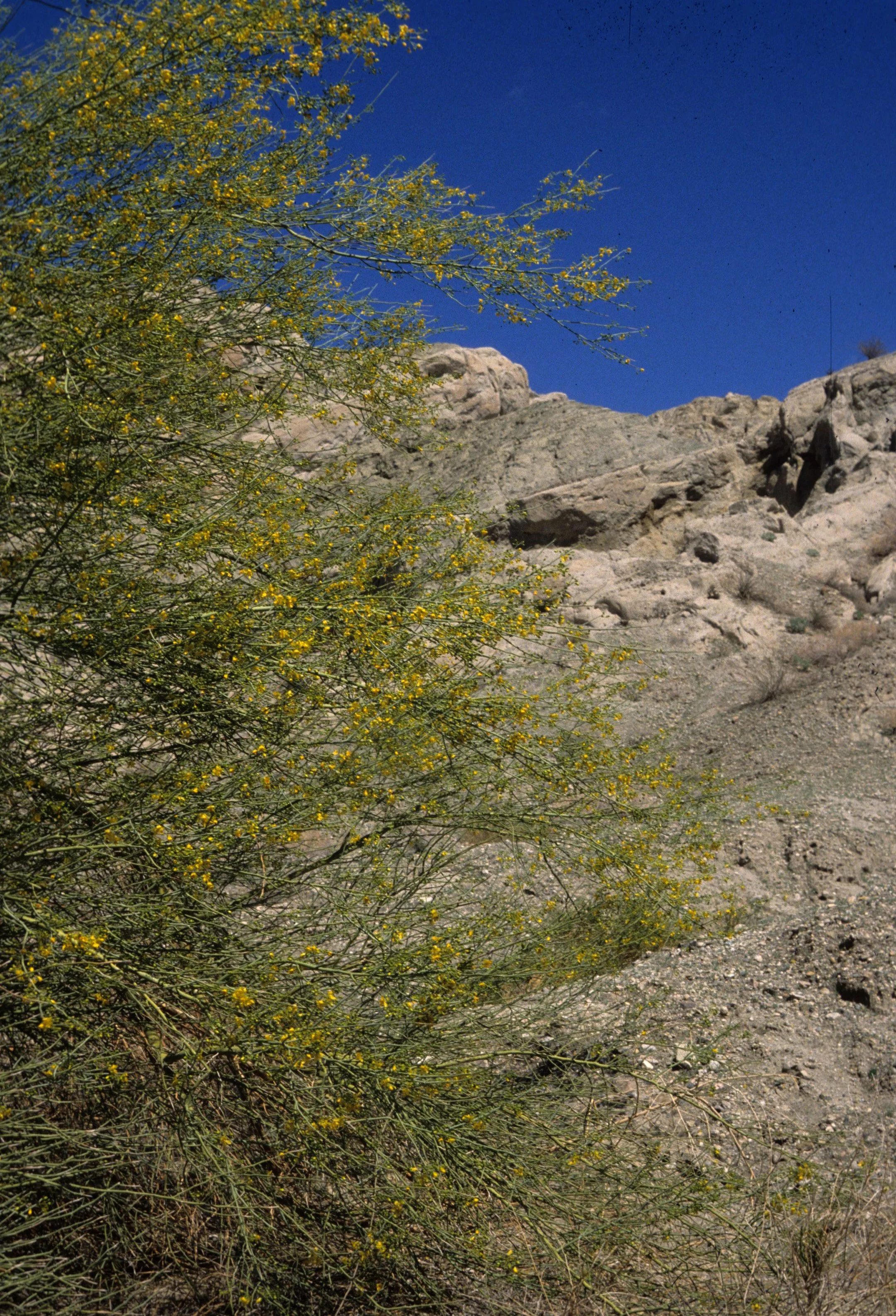 ANZA BORREGO - LEGUMINOSEAE - CERCIDIUM FLORIDUM - BORDER PALO VERDE C.jpg