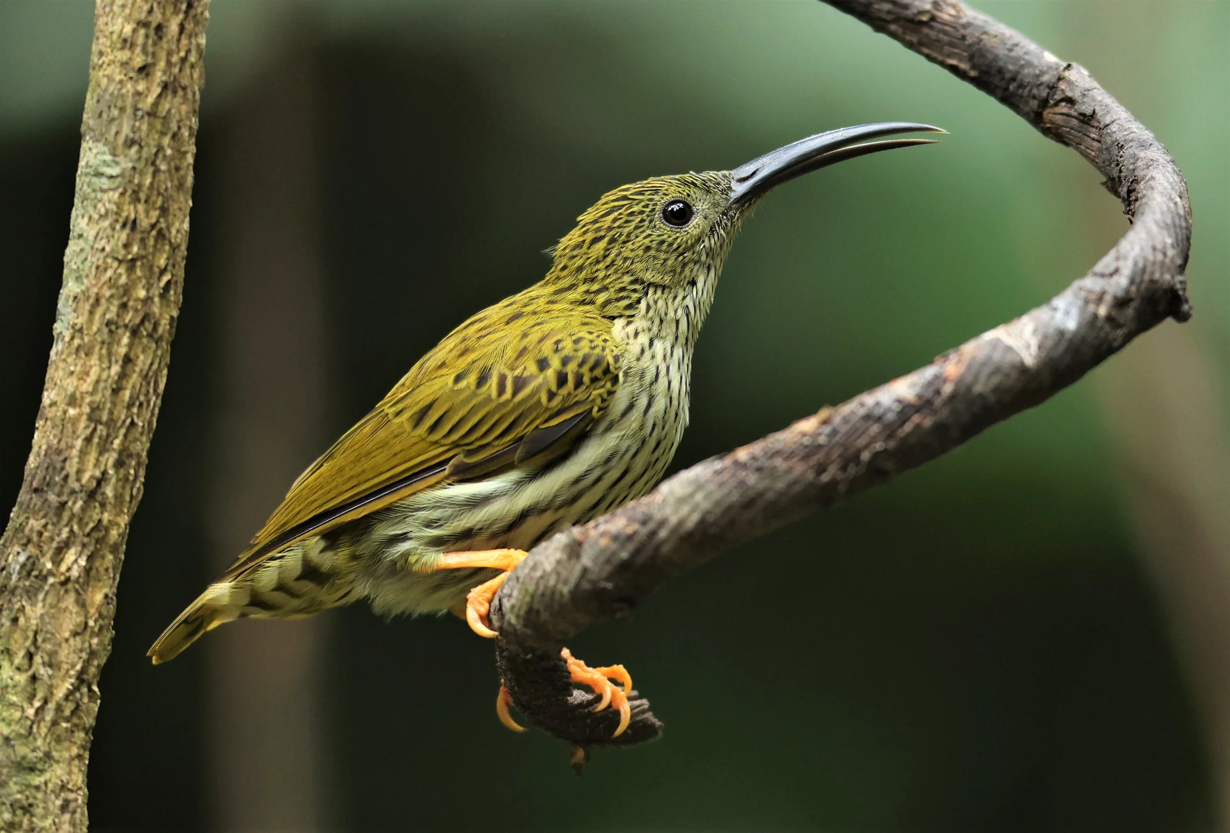 SPIDERHUNTER - STREAKED SPIDERHUNTER - Arachnothera magma - DOI INTHANON NP CHIANG MAI, DEC 2021 (18).JPG