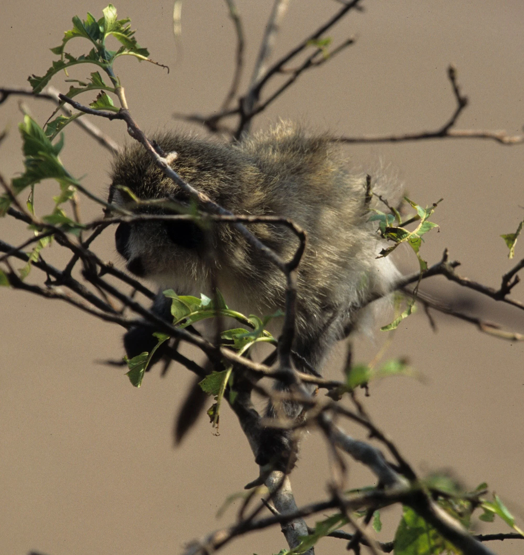 PRIMATE - VERVETMONKEY - SERENGETI 6.jpg