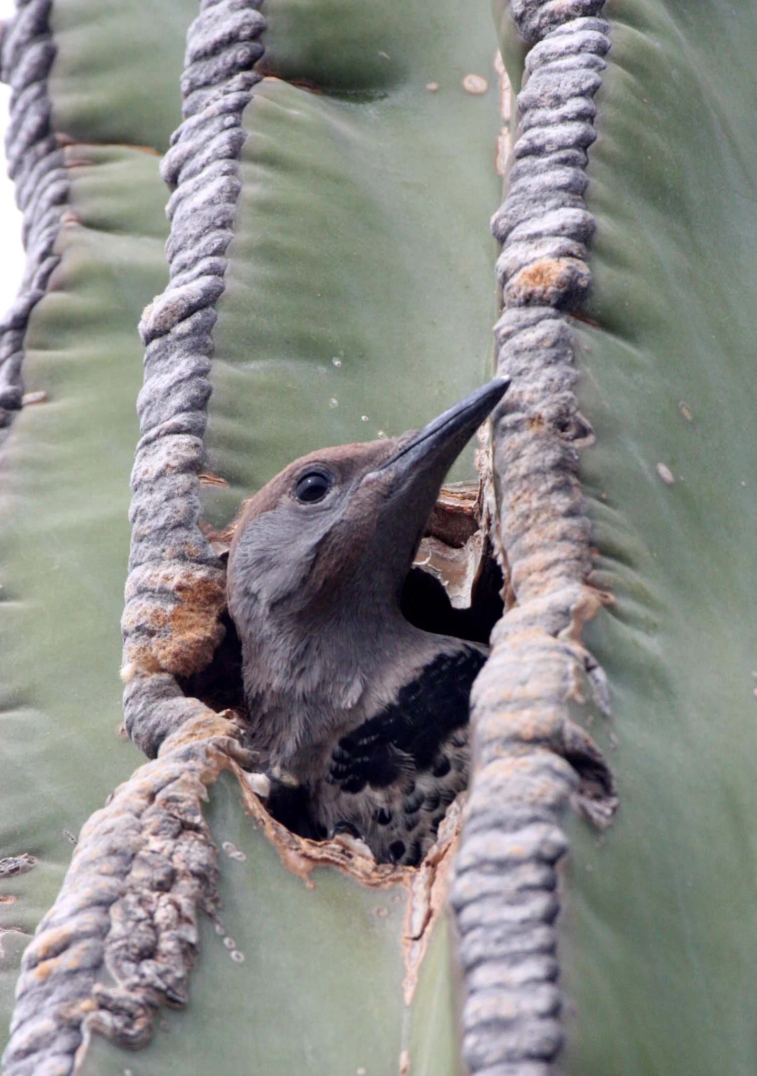BIRD - WOODPECKER - FLICKER - GILDED FLICKER - COLAPTES CHRYSOIDES - SAN IGNACIO DESERT BAJA - IN CARDON CACTUS - MEXICO (26).JPG