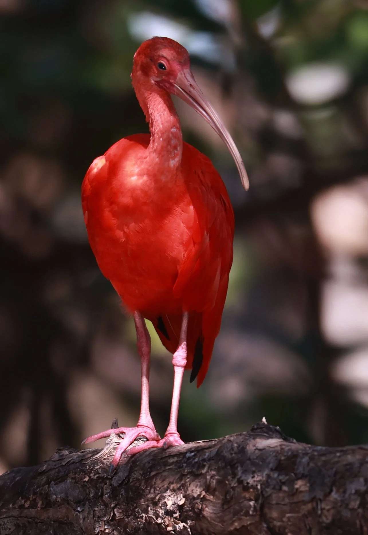 Ibis - Scarlet Ibis - Eudocimus ruber - 29 Songkaow Cafe, Chachoengsao Thailand (398).jpg