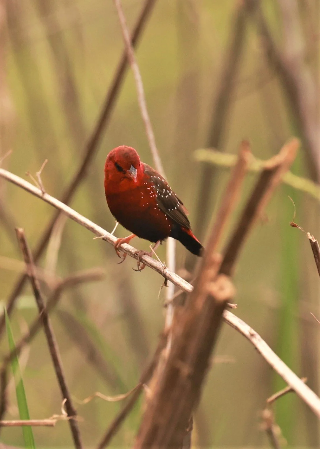 RED AVADAVAT - Amandava amandava - PATHUM THANI RICE RESEARCH CENTER 07 JAN 2023 (17).jpg
