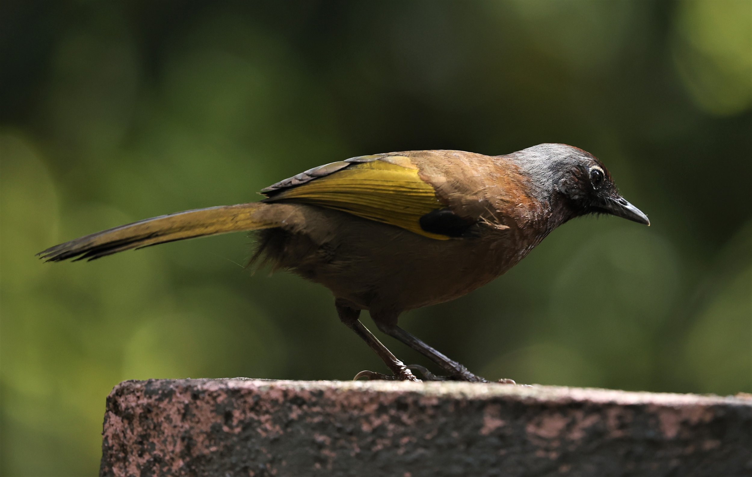 Trochalopteron peninsulae - MALAYAN LAUGHINGTHRUSH - FRASER'S HILL, MALAYSIA JUNE 2022 (26).jpg