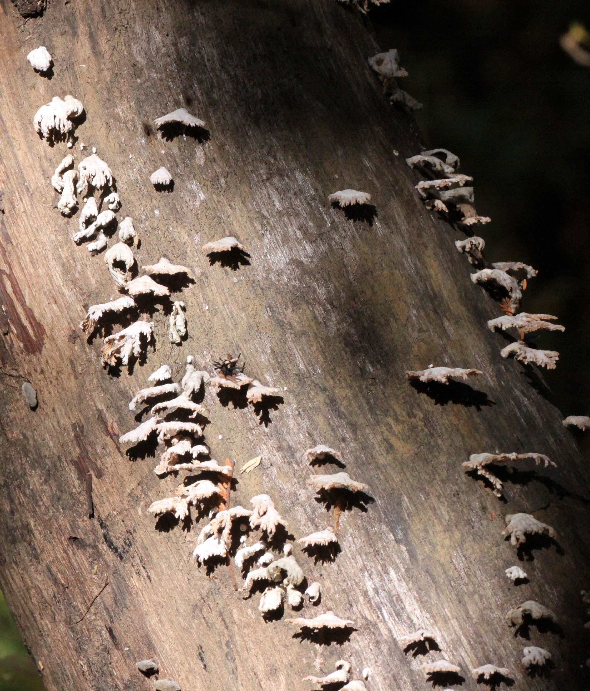 FUNGI - ANKARANA NATIONAL PARK MADAGASCAR (2).JPG