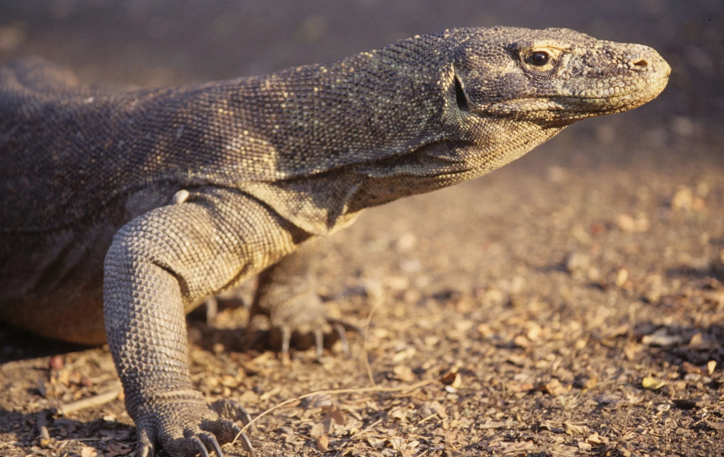 REPTILE - MONITOR LIZARD - KOMODO - DRAGON (8).jpg