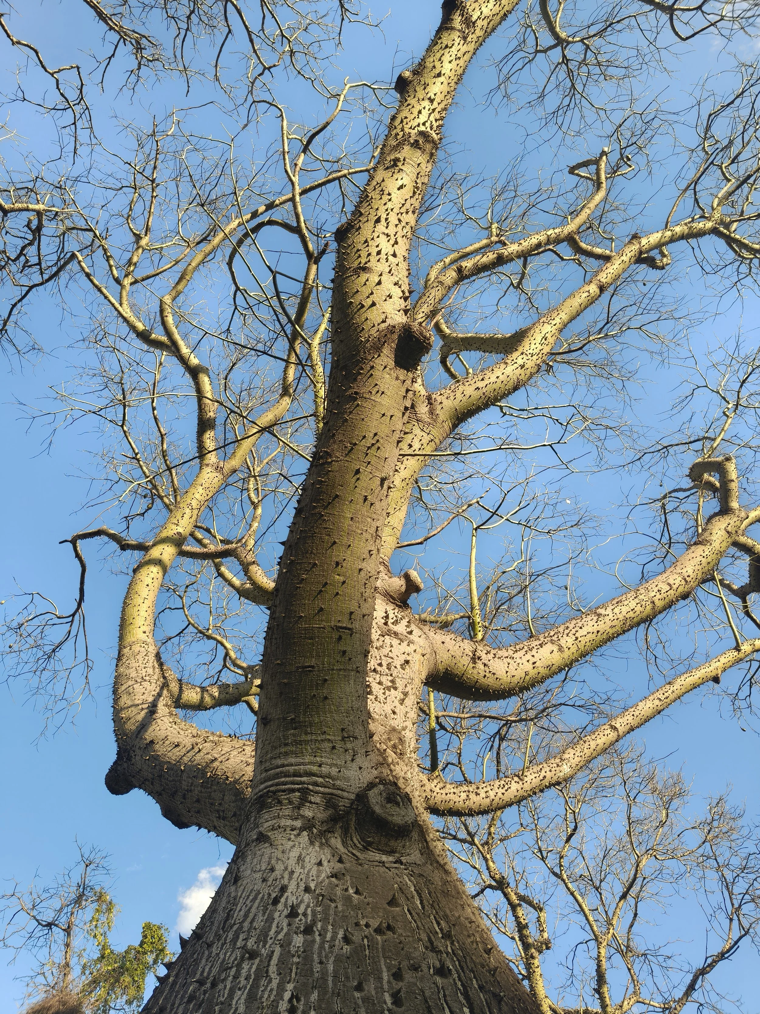 Ceiba chodatii 