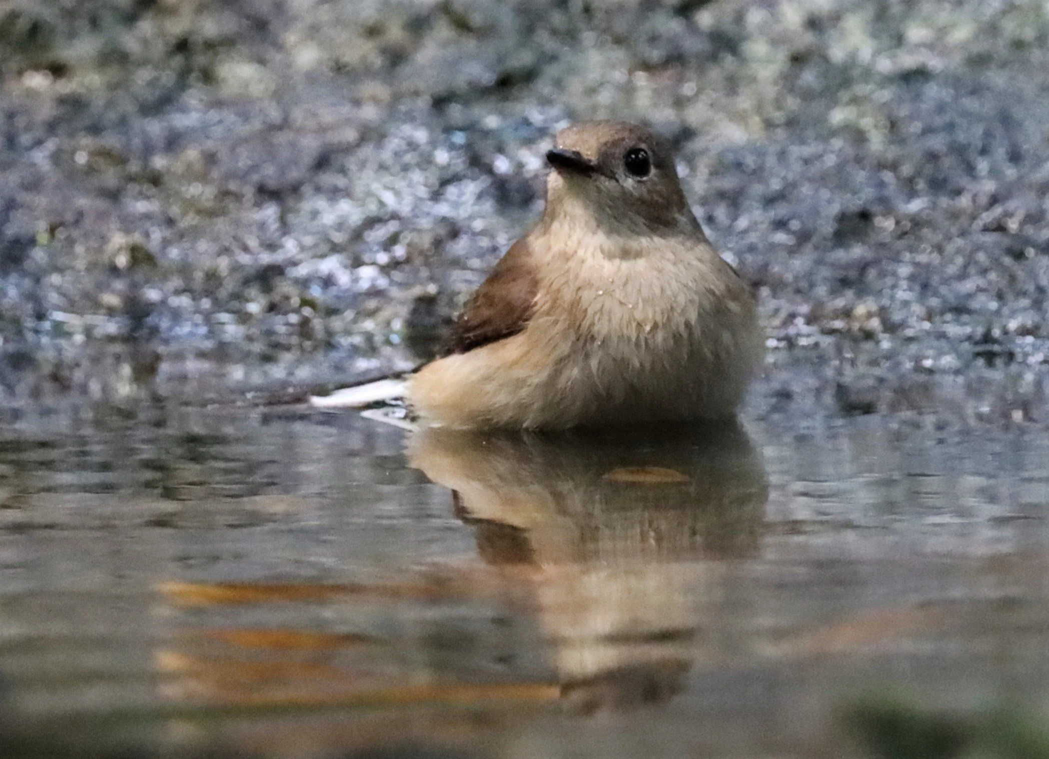 ROBIN - SIBERIAN BLUE ROBIN - Luscinia cyane - WAT THAM PRATHUN CHONBURI (41).jpg