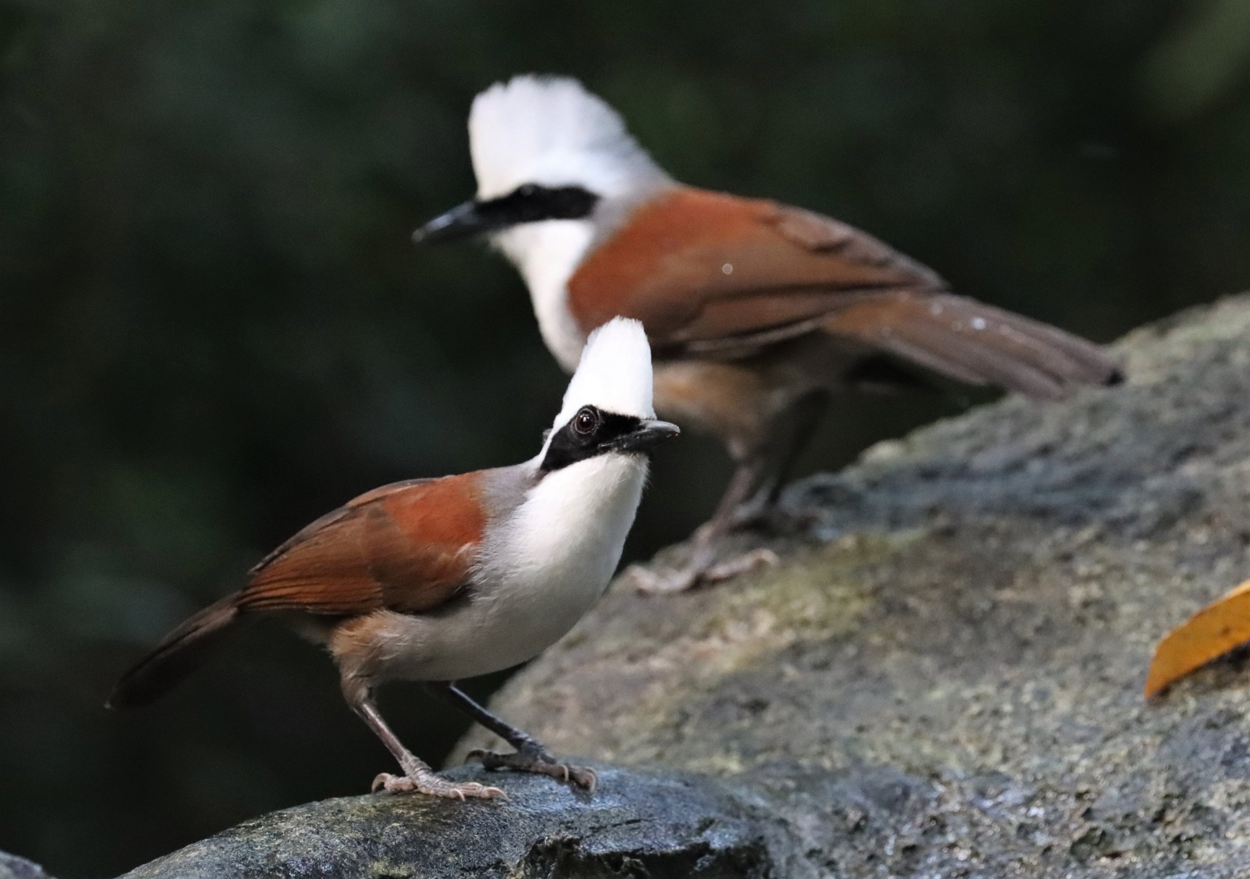 LAUGHINGTHRUSH - WHITE-CRESTED LAUGHINGTHRUSH - Garrulax leucolophus - WAT THAM PRATHUN CHONBURI (75).jpg