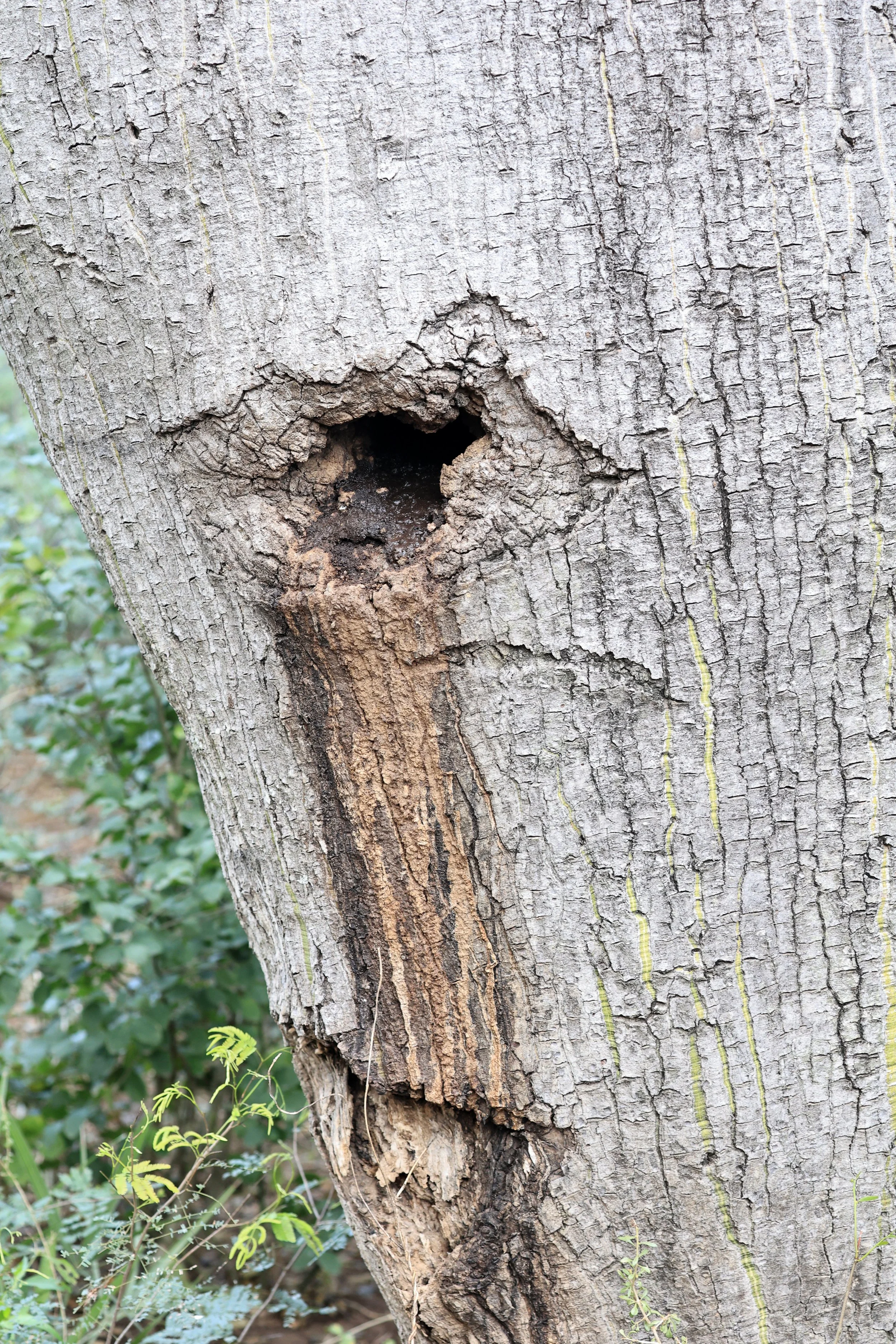 Lesser Bulldog Bat (Noctilio albiventris) entrance to roost
