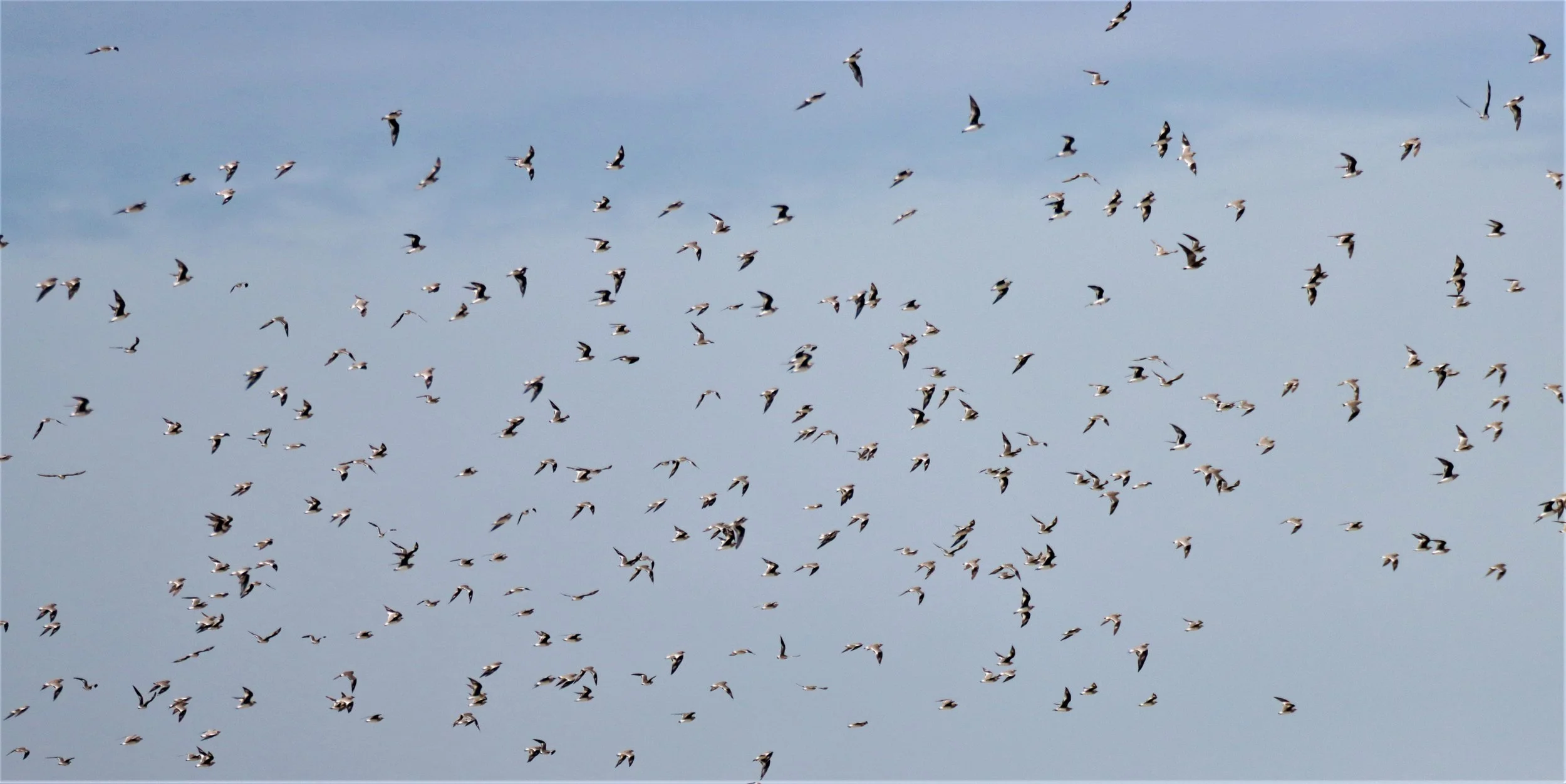 PRATINCOLE - SMALL PRATINCOLE - Glareola lactea - BUENG BORAPHET NAKHON SAWAN AUGUST 2021 (21).jpg