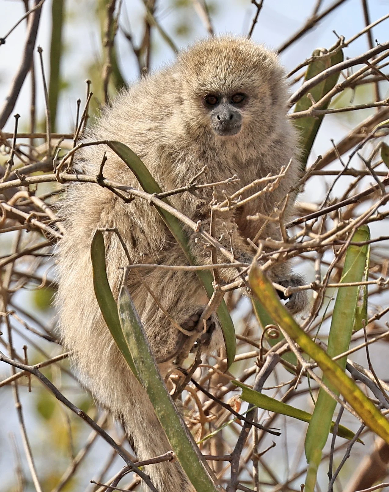 Chacoan Titi (Plecturocebus pallescens) Agua Dulce Paraguay (18).jpg