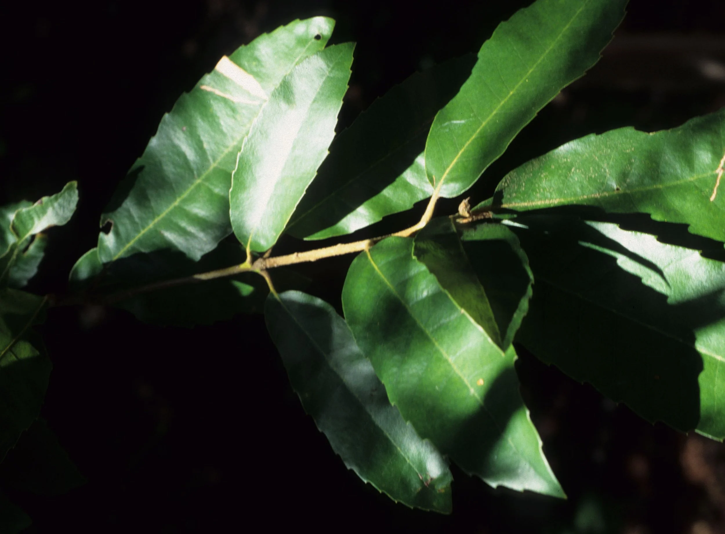 CALIFORNIA - BIG SUR - LITHOCARPUS DENSIFLORUS - TAN OAK.jpg