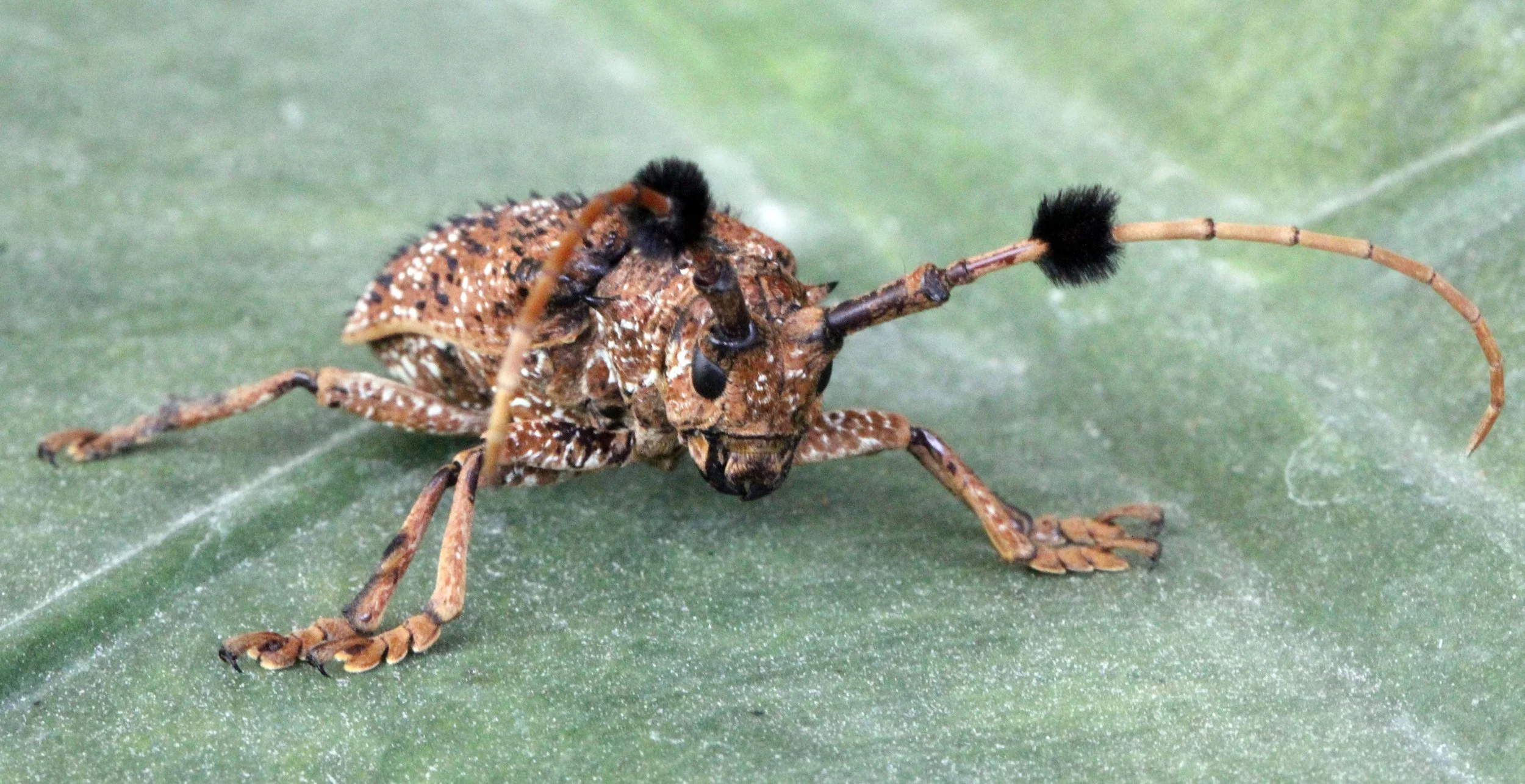 Aristobia freneyi - Lampang, Thailand (8).JPG