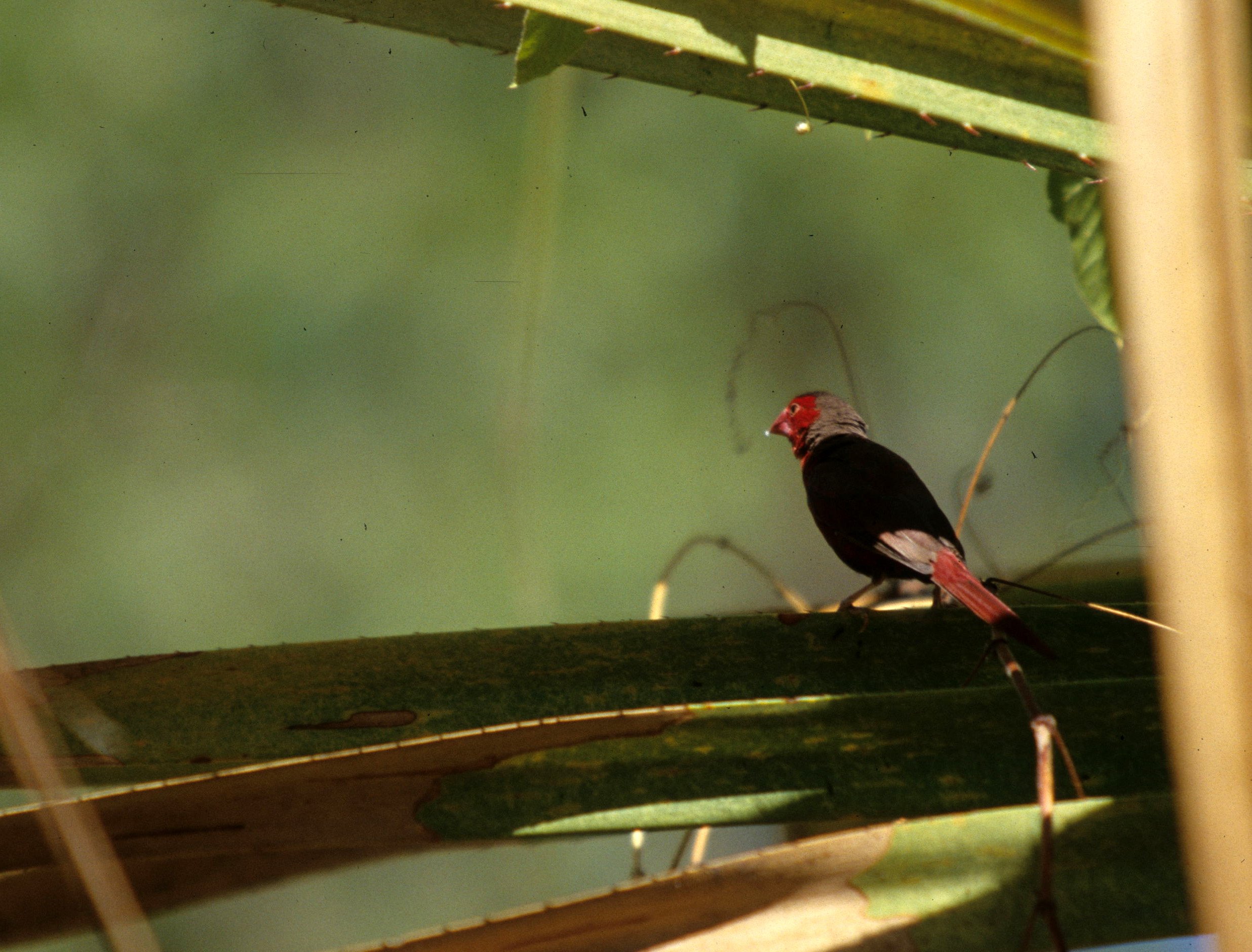 BIRD - FINCH - CRIMSON FINCH - KAKADU NP.jpg