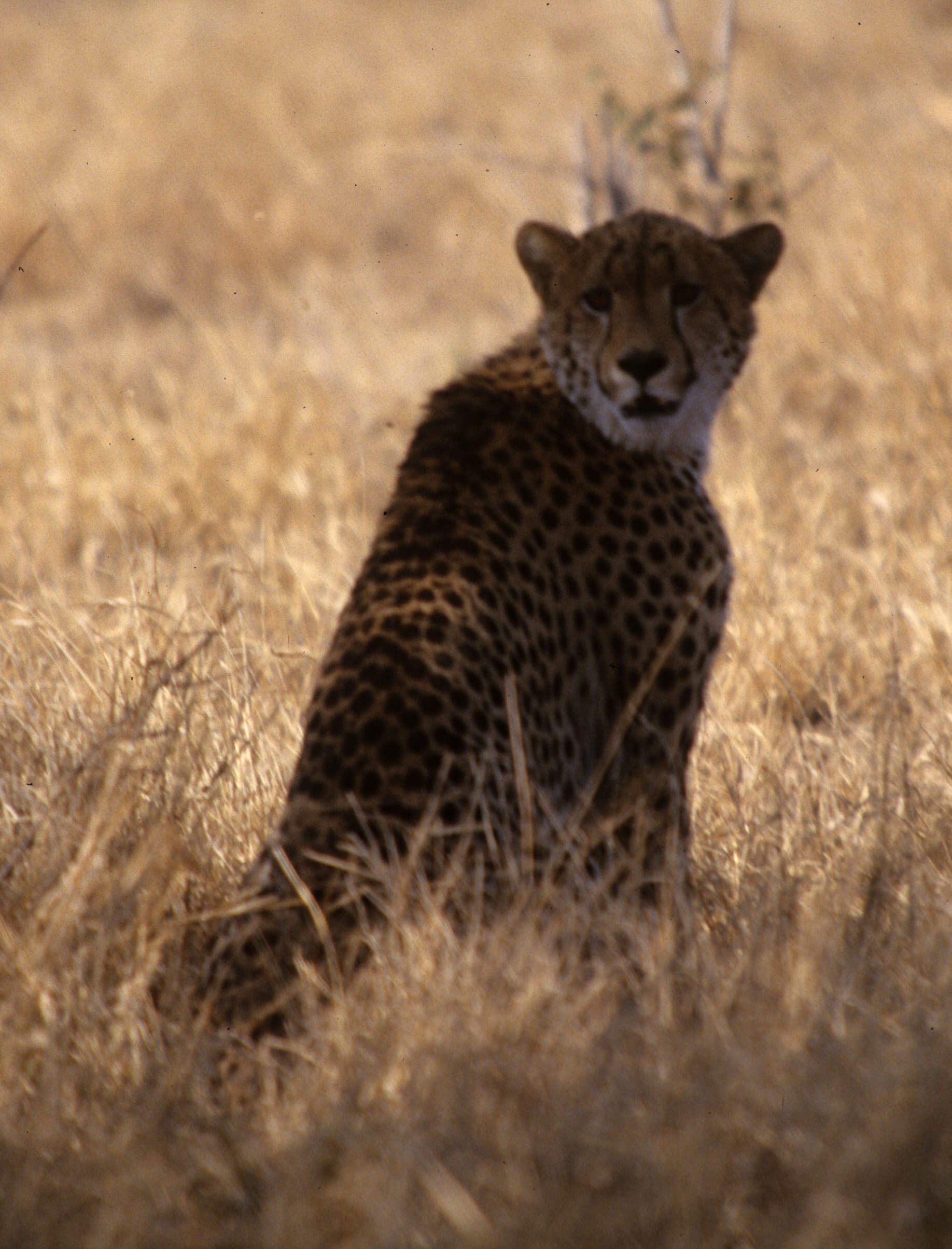 FELID - CHEETAH - KRUGER (20).jpg