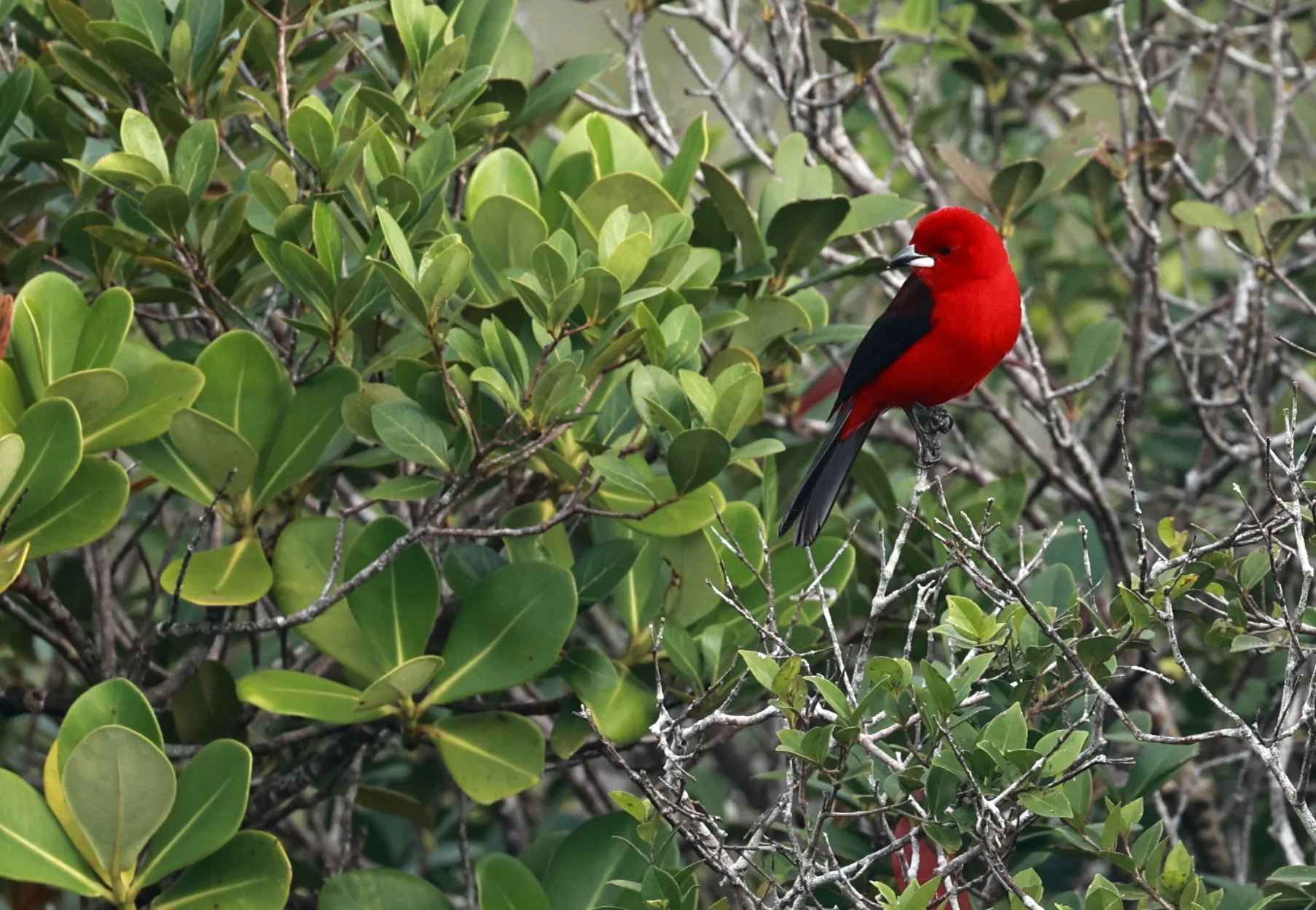 Brazilian tanager (Ramphocelus bresilia) Superagüi National Park, Brazil (9).jpg