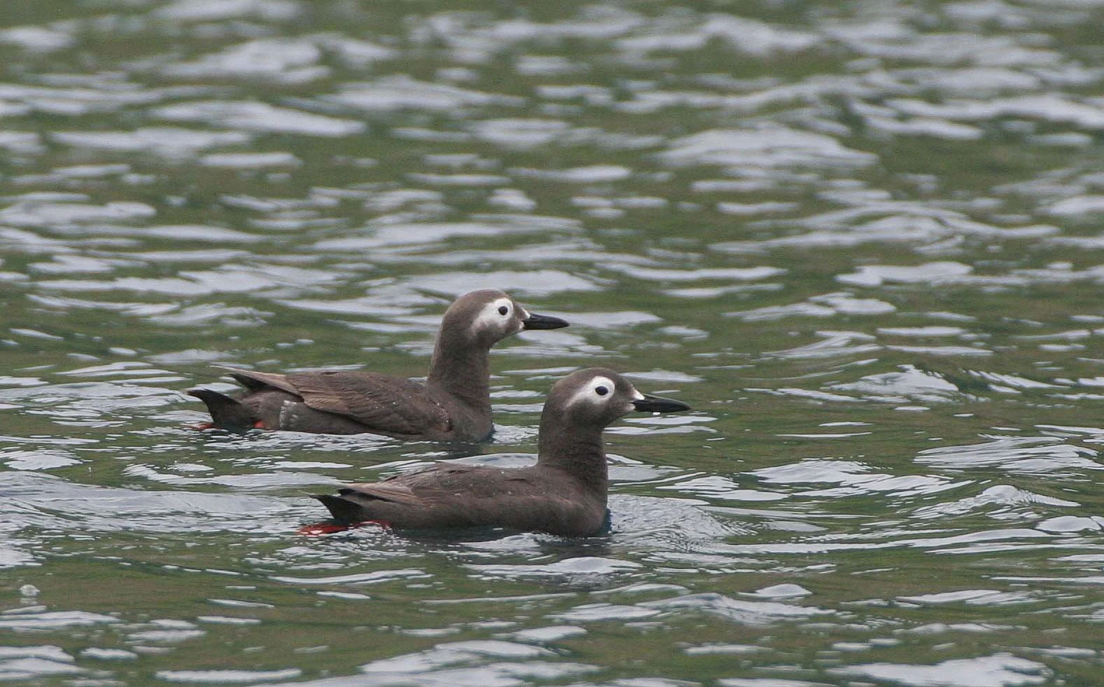 Cepphus carbo - SPECTACLED GUILLEMOT - MONERON ISLAND RUSSIA (40).jpg