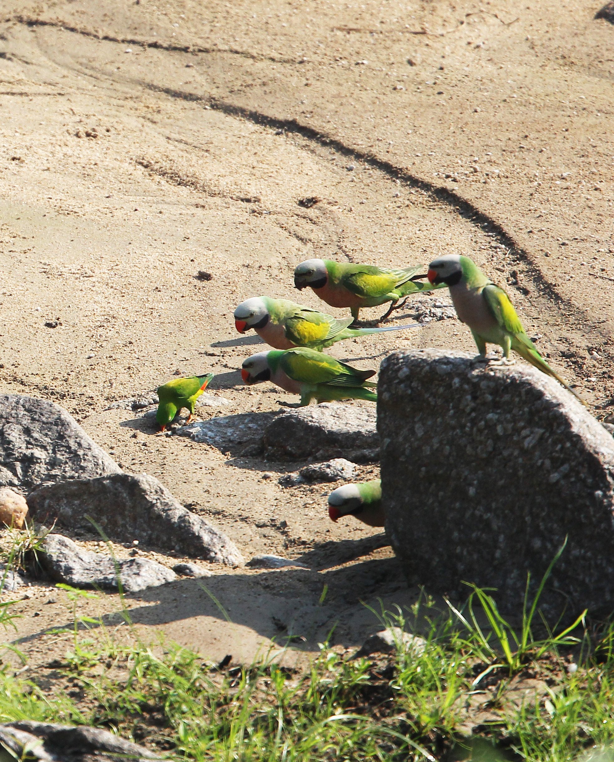 BIRD - PARAKEET - RED BREASTED, GREY-HEADED PARAKEETS & VERNAL HANGING PARROT -  HUAI KHA KHAENG NATURE RESERVE - THAILAND (47).JPG