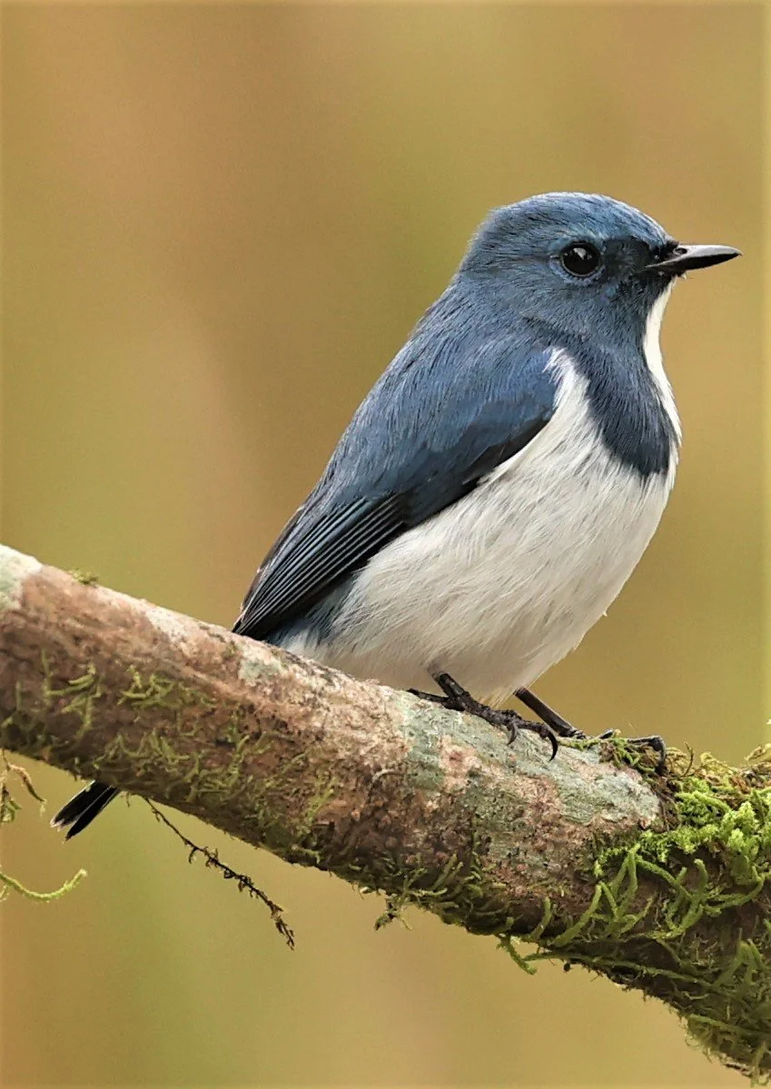 FLYCATCHER - ULTRAMARINE FLYCATCHER - Ficedula superciliaris - DOI LANG WEST, DOI PHA HOM POK NP, CHIANG MAI DEC 2021 (59).jpg