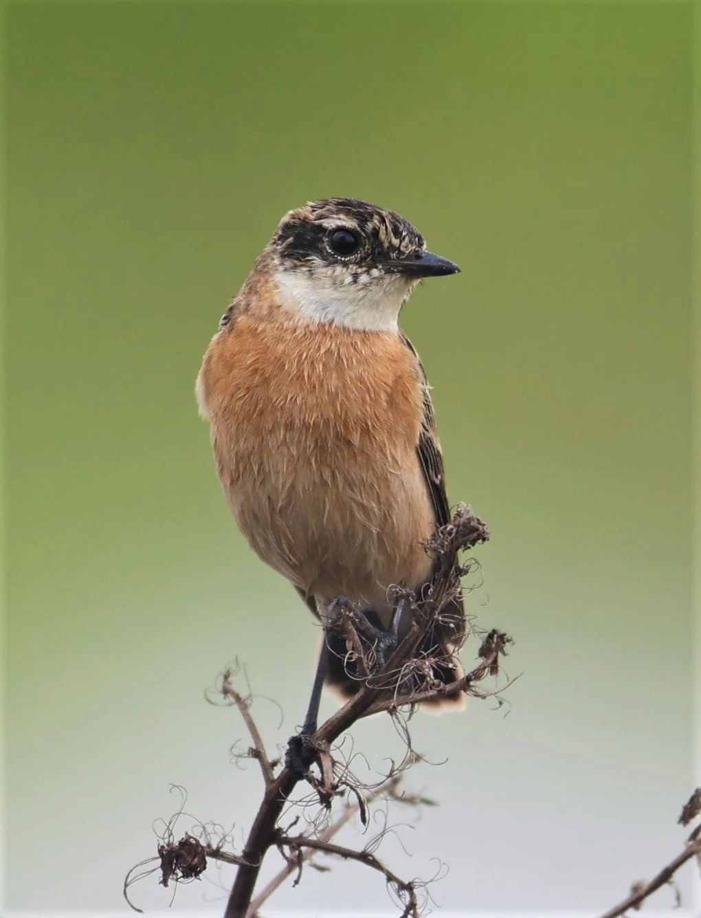 STONECHAT - AMUR (STEJNEGER'S) STONECHAT - Saxicola stejnegeri - PATHUM THANI RICE RESEARCH CENTER 06 NOV 2021 (6).jpg