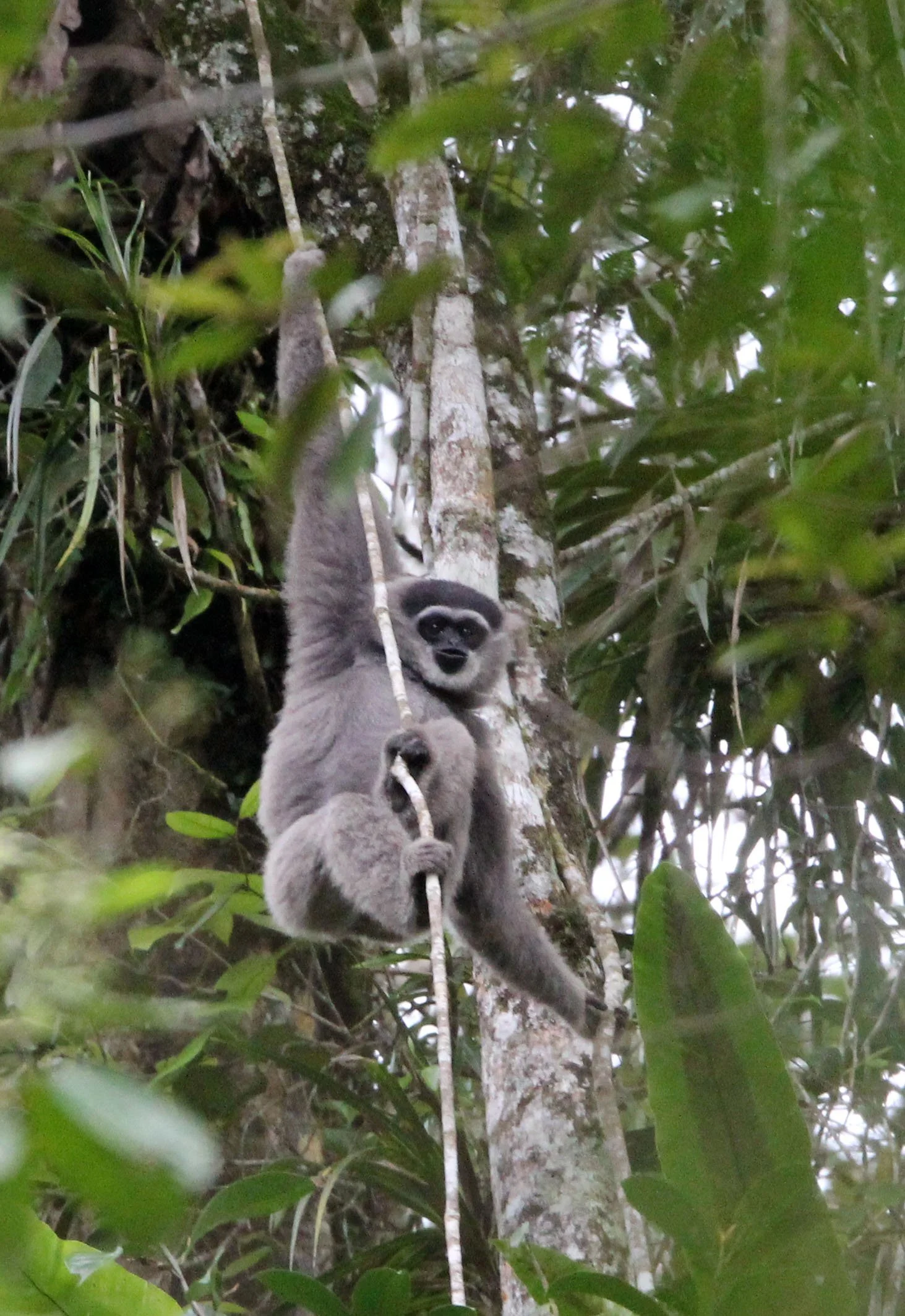 HYLOBATIDAE - Hylobates moloch moloch - MOLOCH SILVERY GIBBON (JAVAN) - GEDE NATIONAL PARK JAVA BARAT INDONESIA (47).JPG