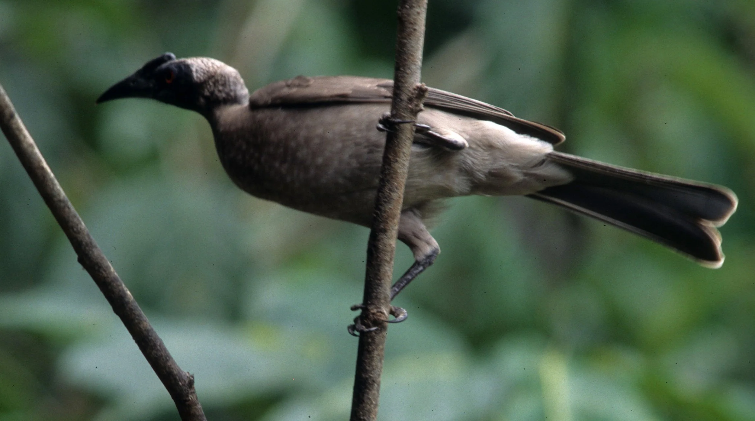 BIRD - FRIARBIRD - HELMETED FRIARBIRD - DAINTREE RAINFOREST A.jpg