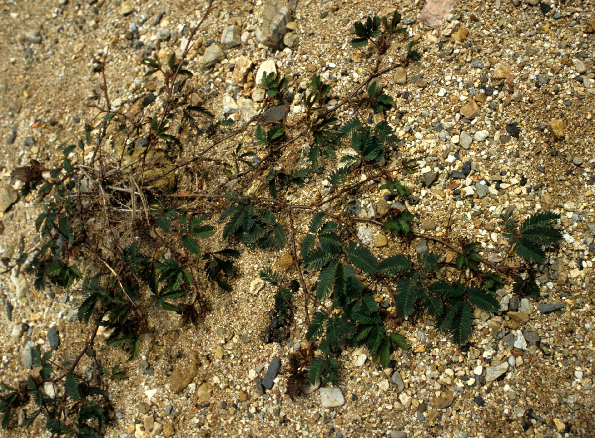 VIET NAM - MIMOSA - SHY PLANT.jpg