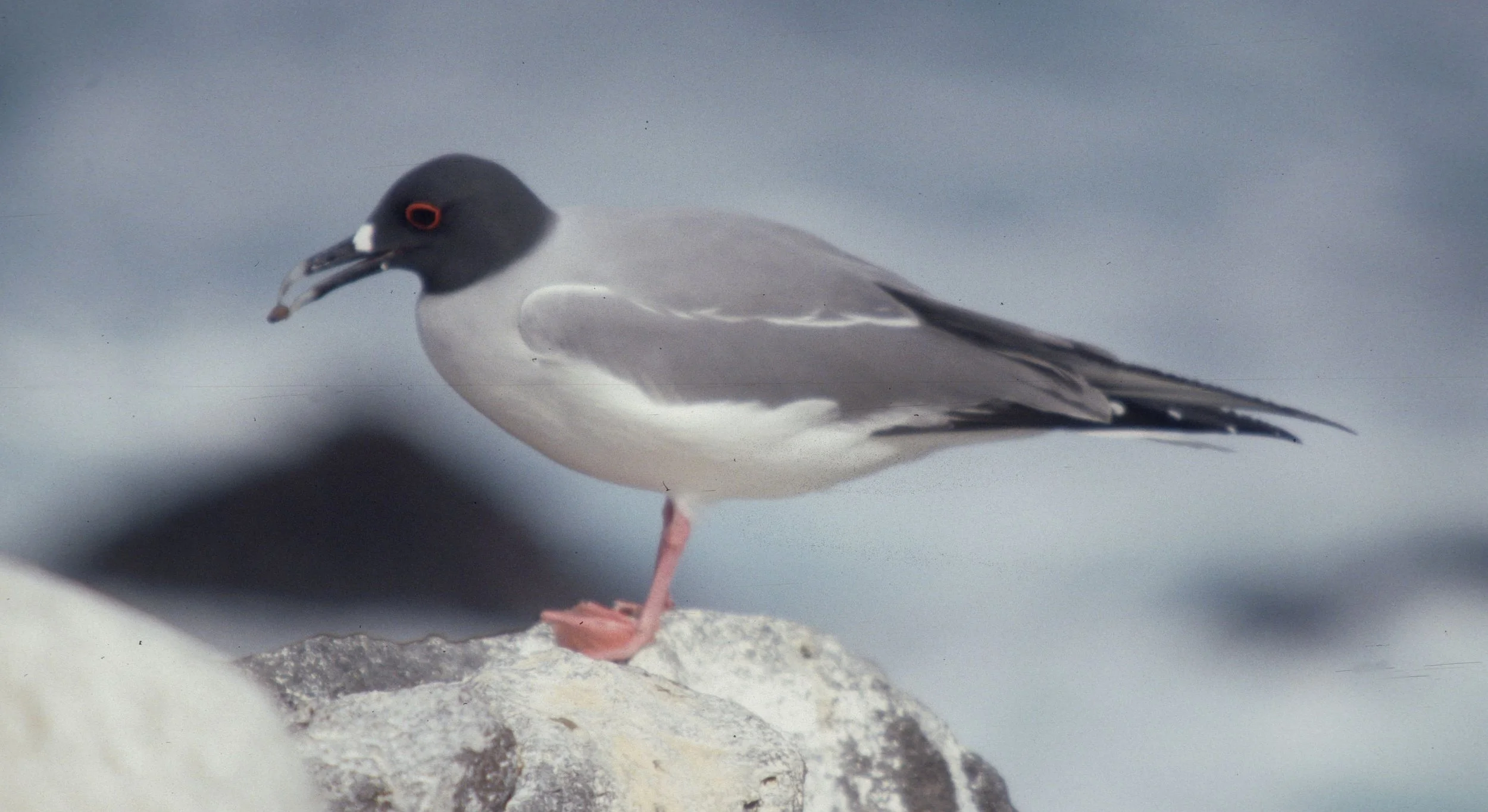 BIRD - GULL - SWALLOW-TAILED - GALAPAGOS D.jpg