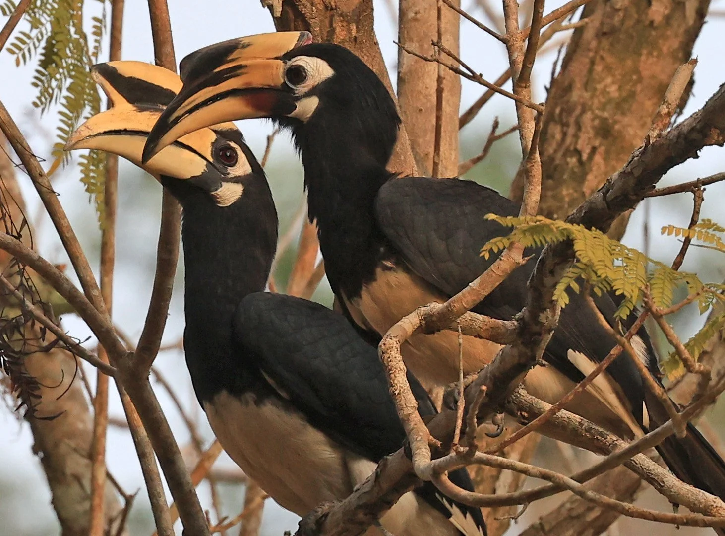 Oriental pied hornbill (Anthracoceros albirostris) Khao Yai National Park Feb 2026 Day 3 (24).jpg