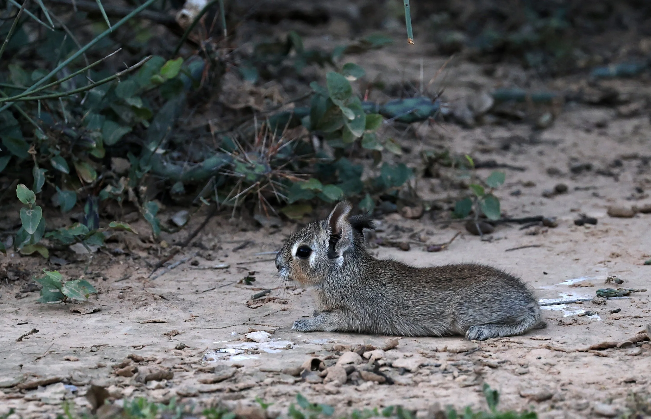 Chacoan Mara (Dolichotis salinicola) Fortin Toledo Paraguay (2).jpg