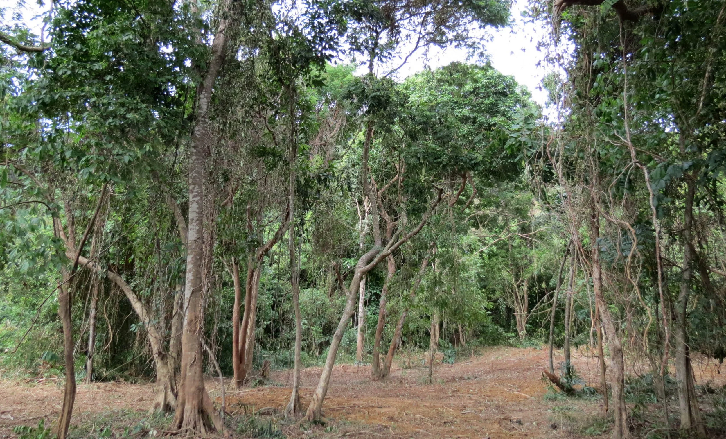 2014 Koh Lanta Build (34).JPG