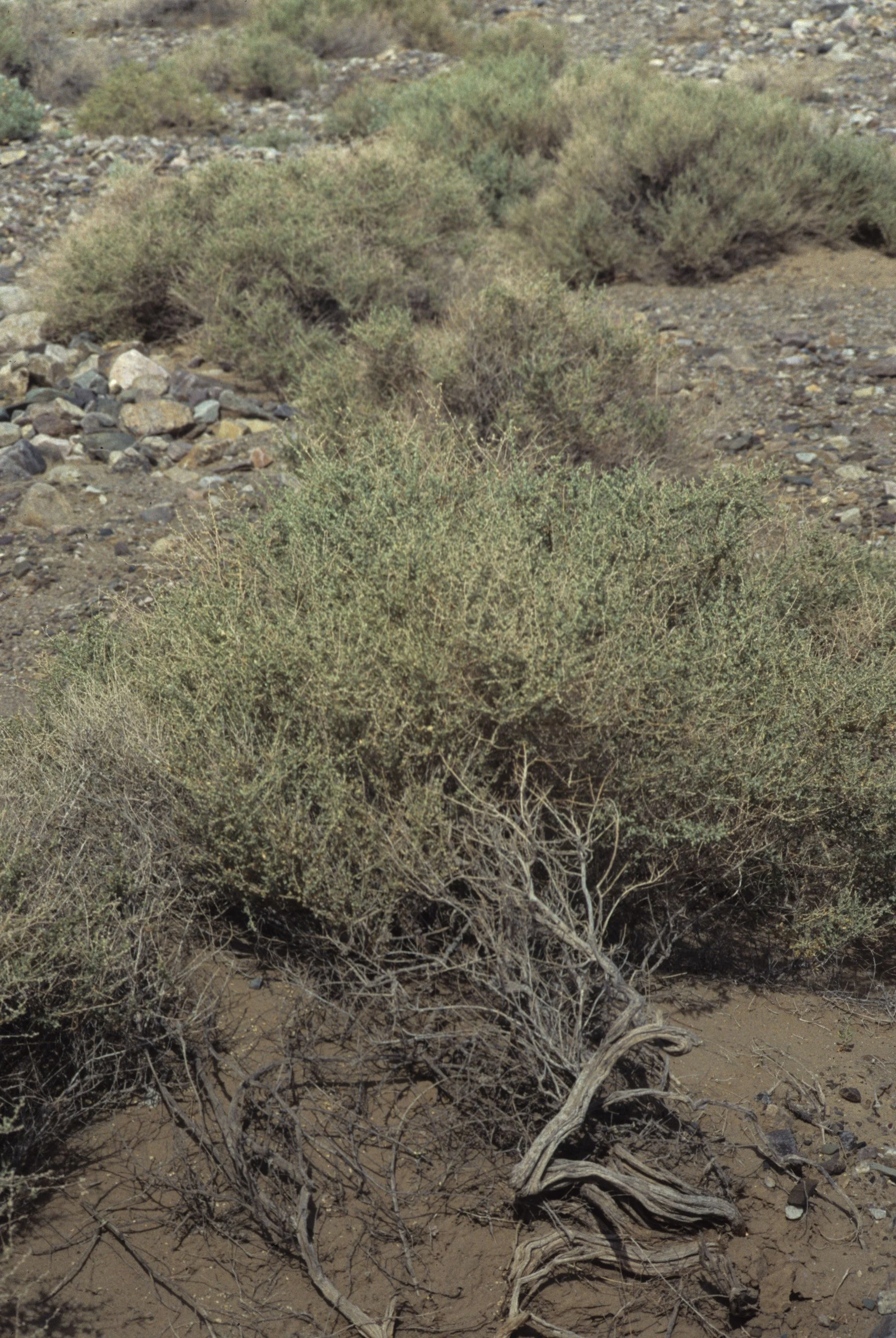 DEATH VALLEY - ATRIPLEX POLYCARPA - CATTLE SPINACH.jpg