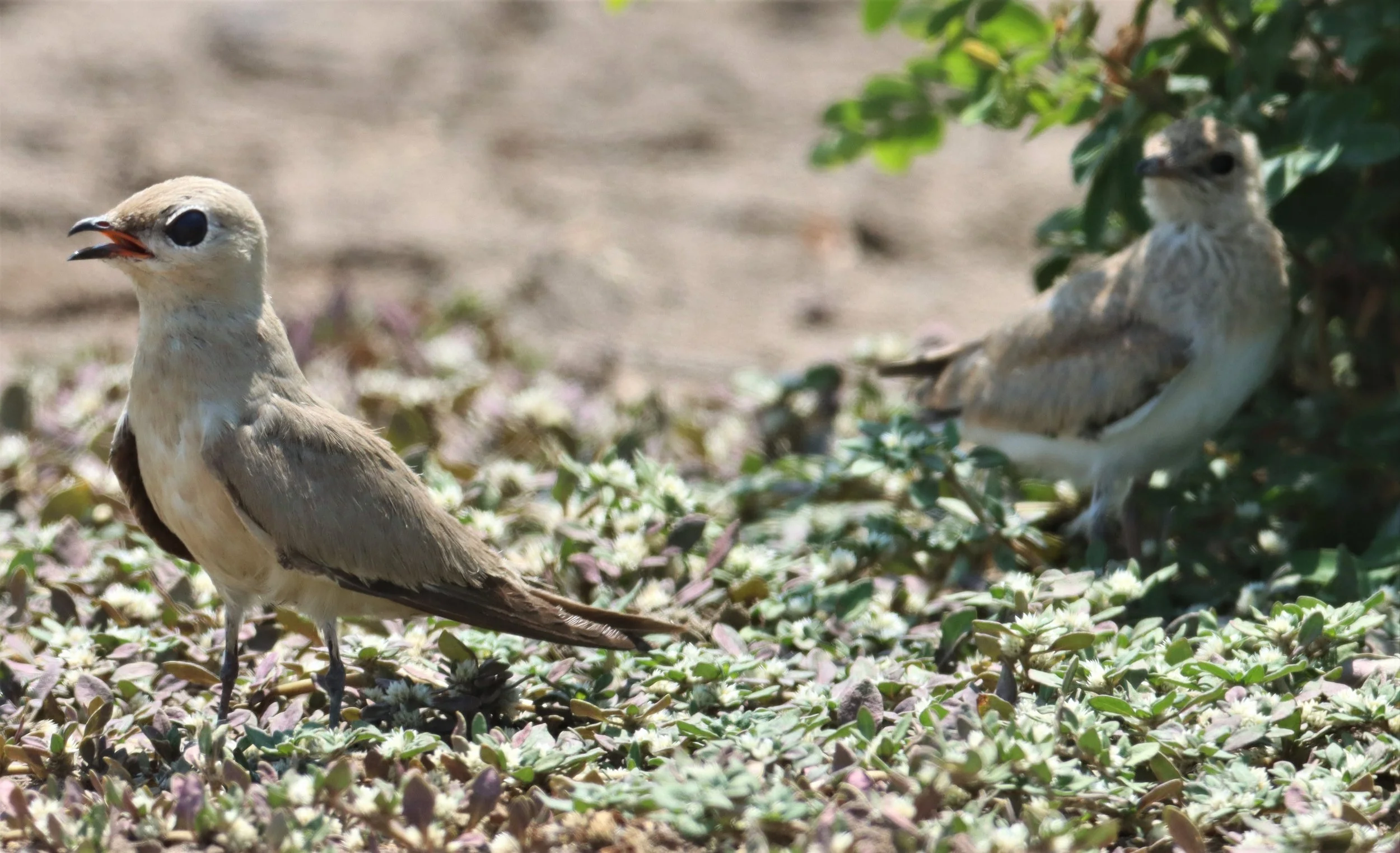 PRATINCOLE - SMALL PRATINCOLE - Glareola lactea - BANG KHAEM WETLANDS NAKHON PATHOM (9).jpg