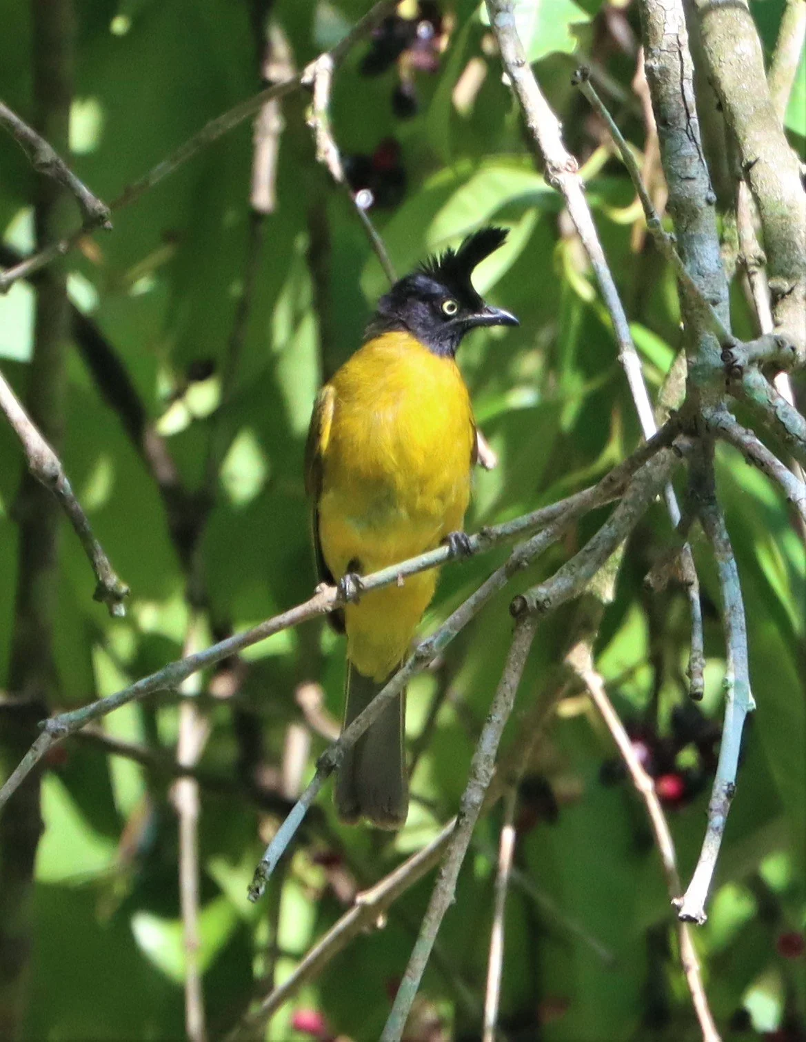 BULBUL - BLACK-CRESTED BULBUL - Pycnonotus melanicterus - KAENG KRACHAN NP THAILAND (18).jpg