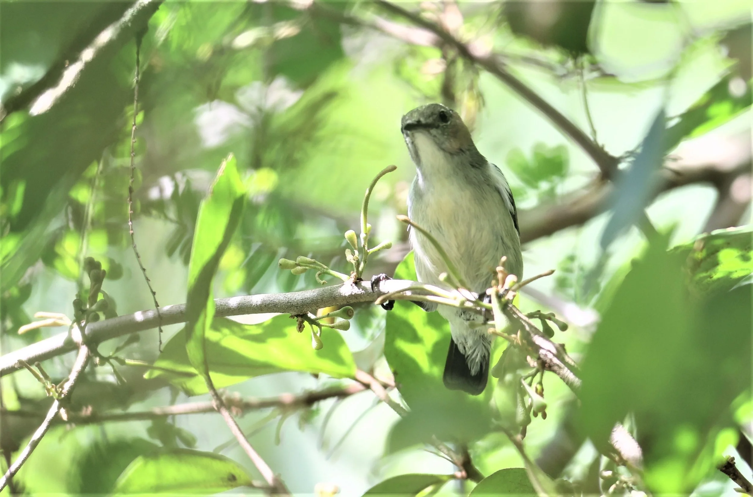 FLOWERPECKER - THICK-BILLED FLOWERPECKER - Dicaeum agile -  KAENG KRACHAN  (17).jpg