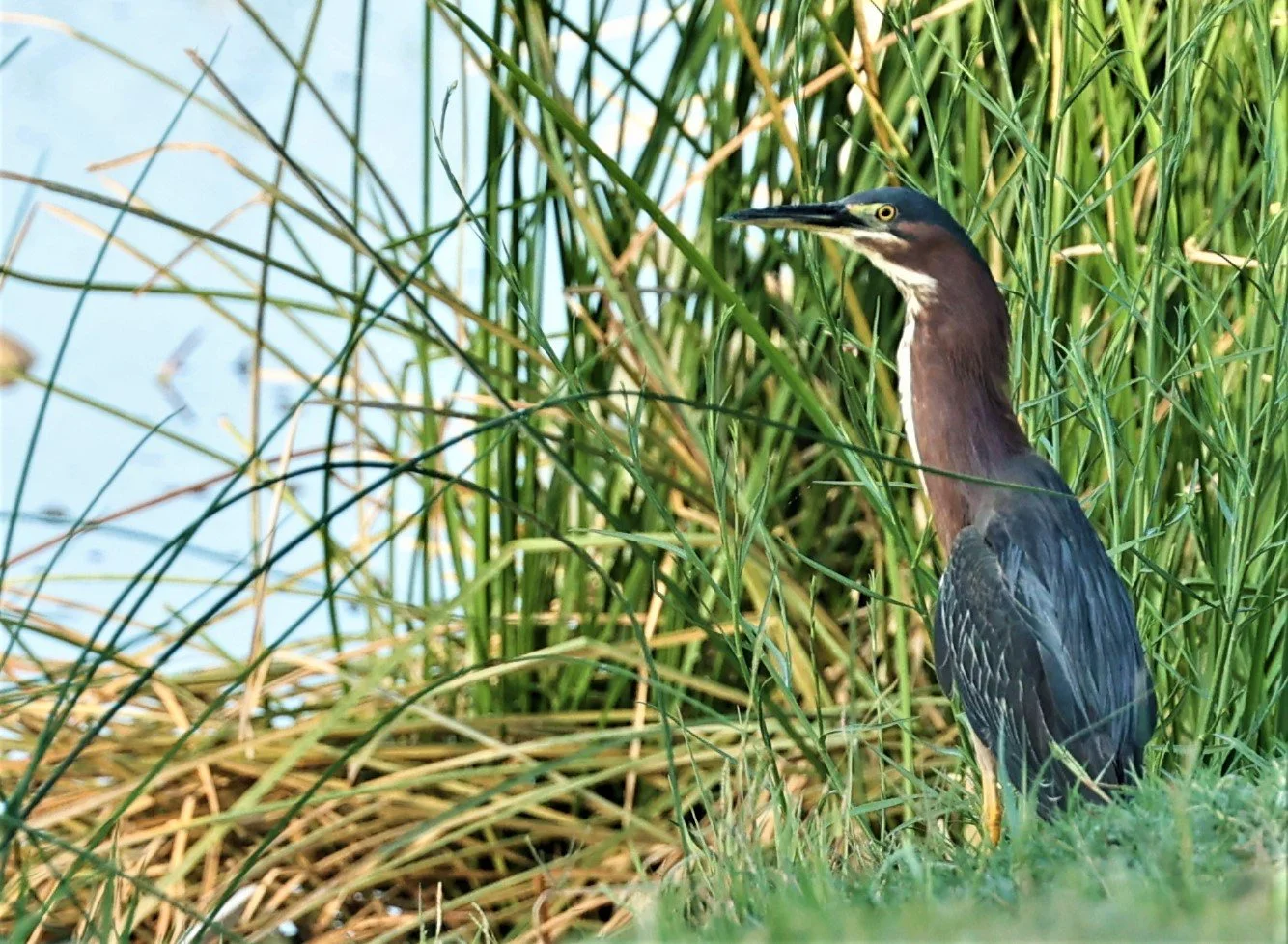 Butorides virescens - GREEN HERON - LAKE CARLSBAD BEACH PARK, CARLSBAD NEW MEXICO (2).jpg