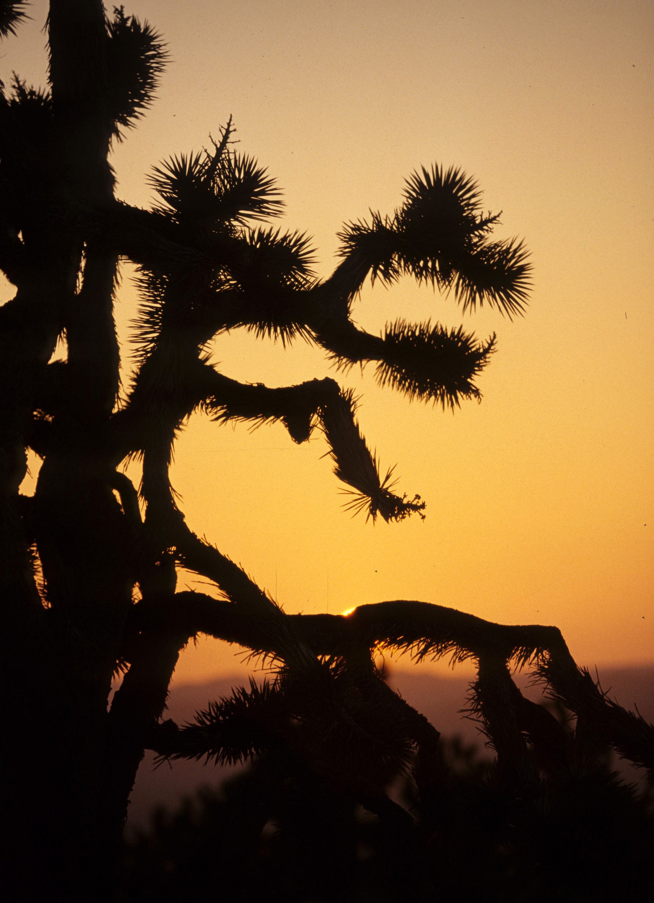 MOJAVE - YUCCA SUNSET B.jpg