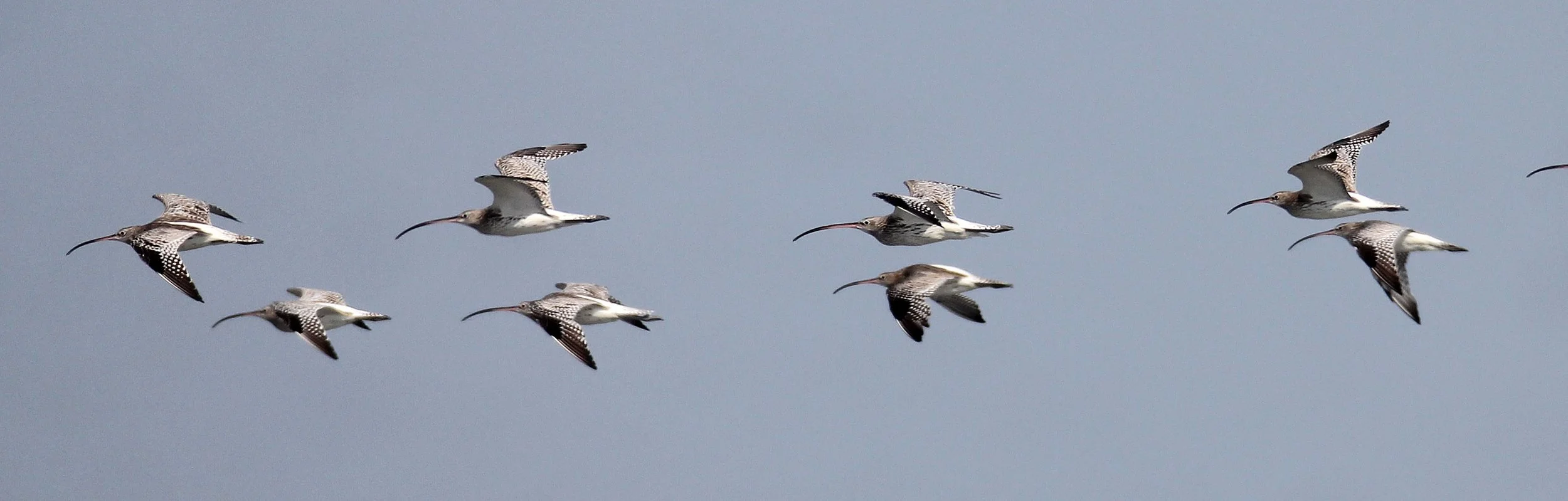 CURLEW - EURASIAN CURLEW - Numenius arquata - PAK THALE LEAM PAK BIA, PETCHABURI PROVINCE THAILAND (23).JPG
