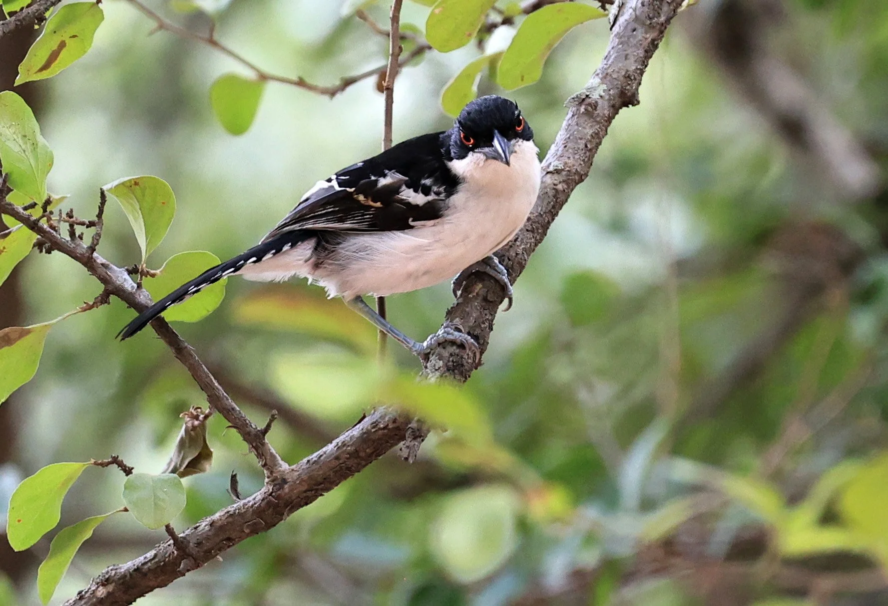 Great Antshrike (Taraba major) Hotel Campestre Iparoma Paraguay (5).jpg