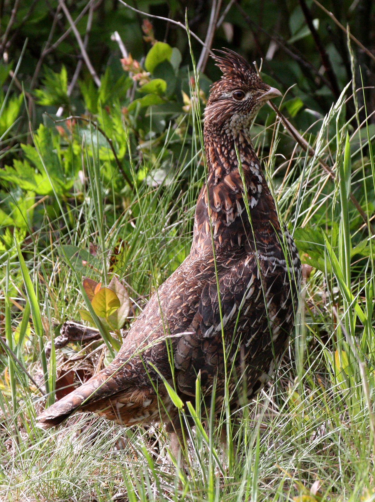 BIRD - GROUSE - ROUGHED GROUSE - DUNCAN MEMORIAL CEDAR TREE ROAD - WEST END OF ONP WA (12).JPG