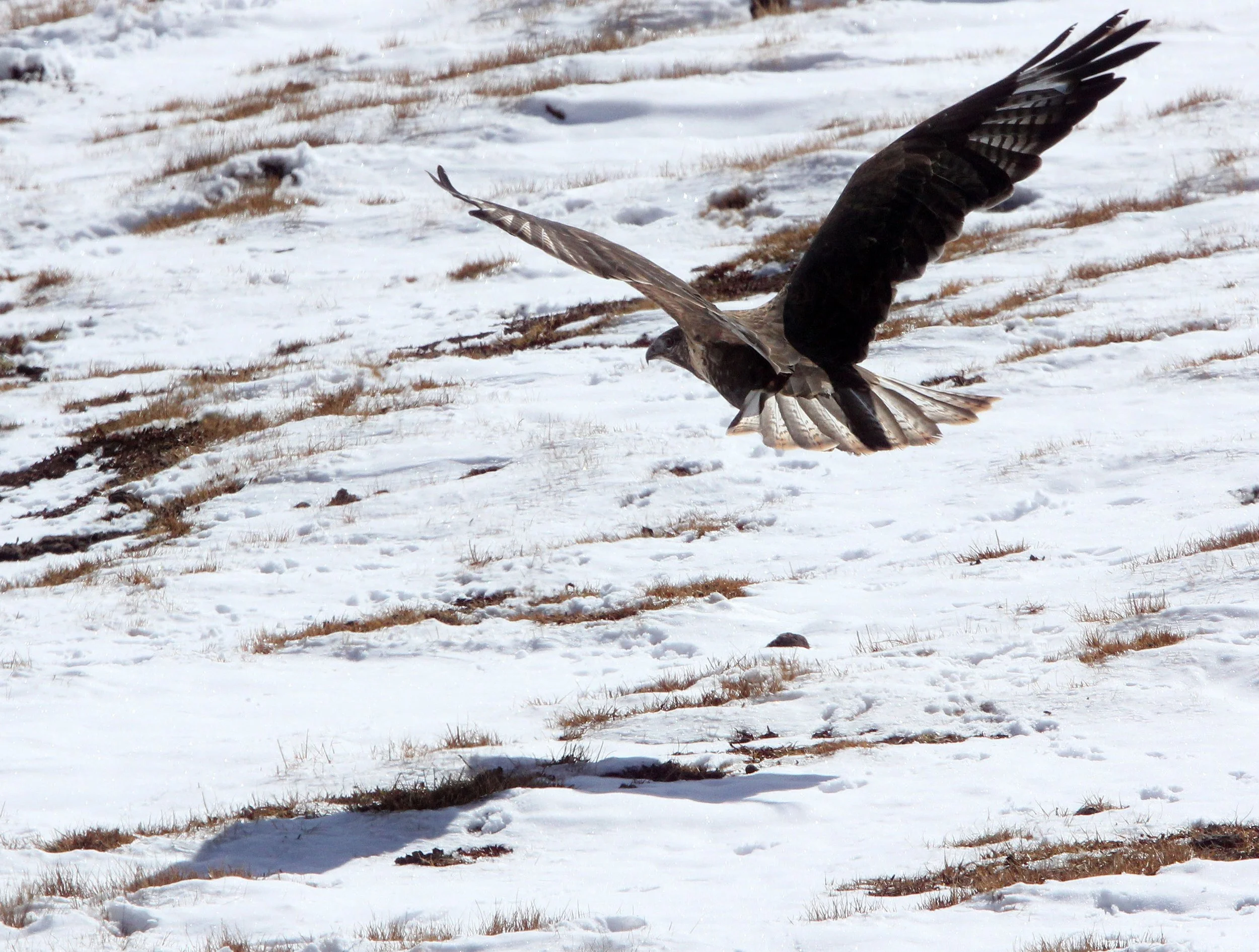 Buteo hemilasius - UPLAND BUZZARD - NEAR BAYANKALA PASS QINGHAI CHINA (21).JPG