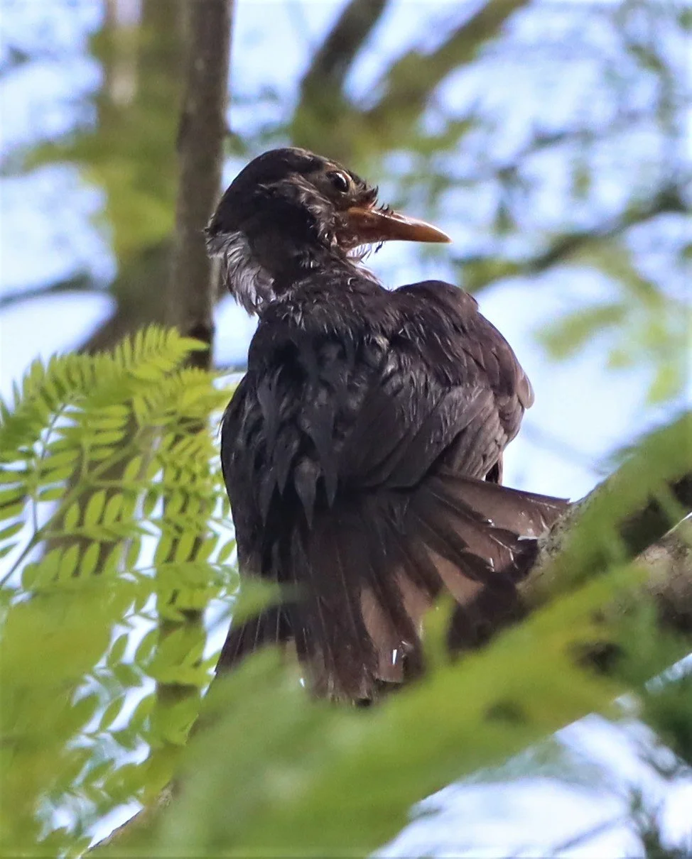Black-breasted Thrush (Turdus dissimilis) Doi Ang Kang Chiang Mai (49).JPG