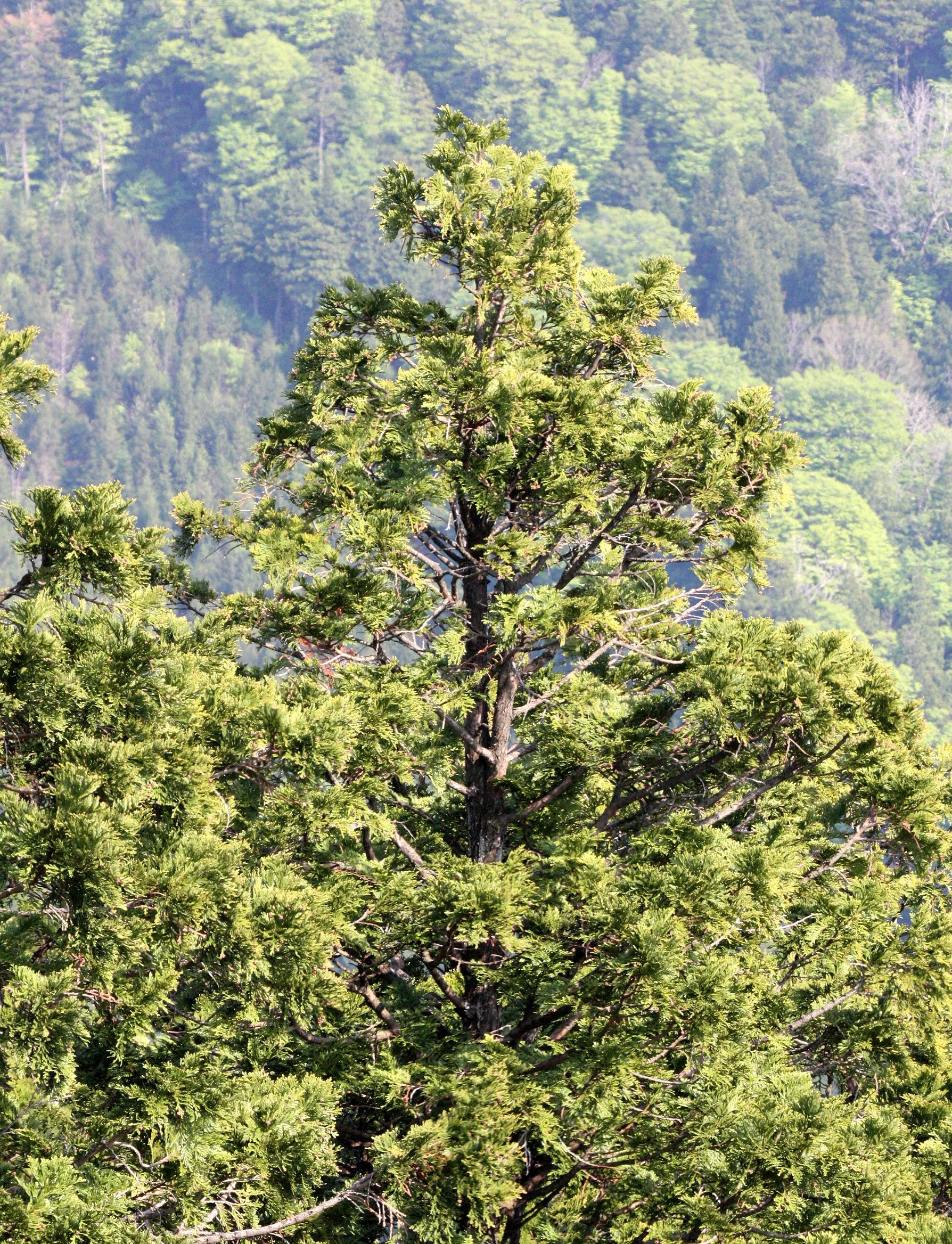 CUPRESSACEAE - THUJOPSIS DOLABRATA - JAPANESE CYPRESS - HIBA - SHIMOKITA PENINSULA JAPAN (2).JPG