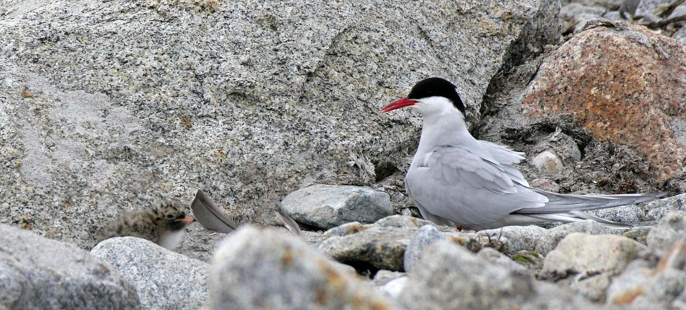 BIRD - TERN - ARCTIC TERN - SVALBARD (18).jpg