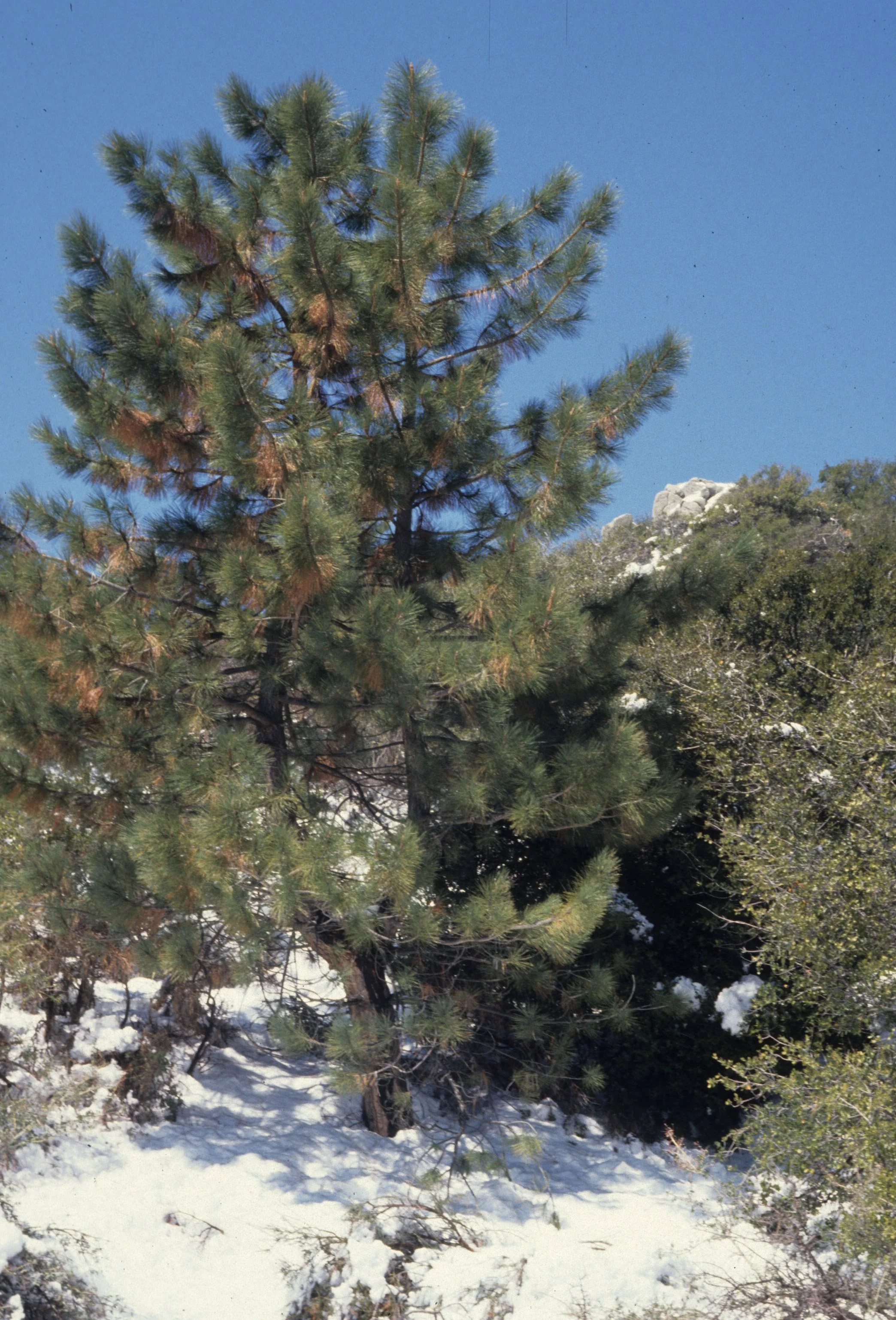 ANASAZILAND - PINUS PONDEROSA - PONDEROSA PINE.jpg
