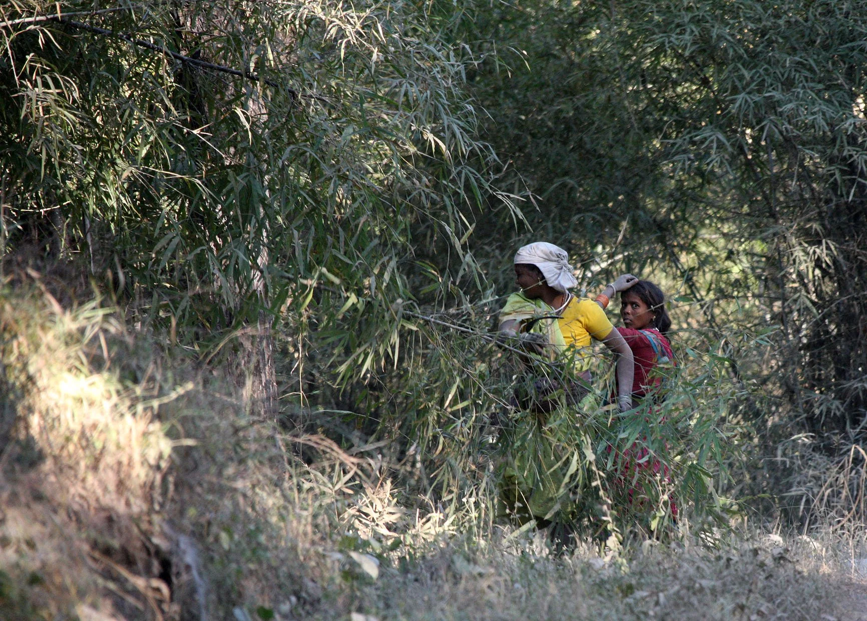 MADHYA PRADESH - KANHA NATIONAL PARK MADHYA PRADESH INDIA (51).JPG