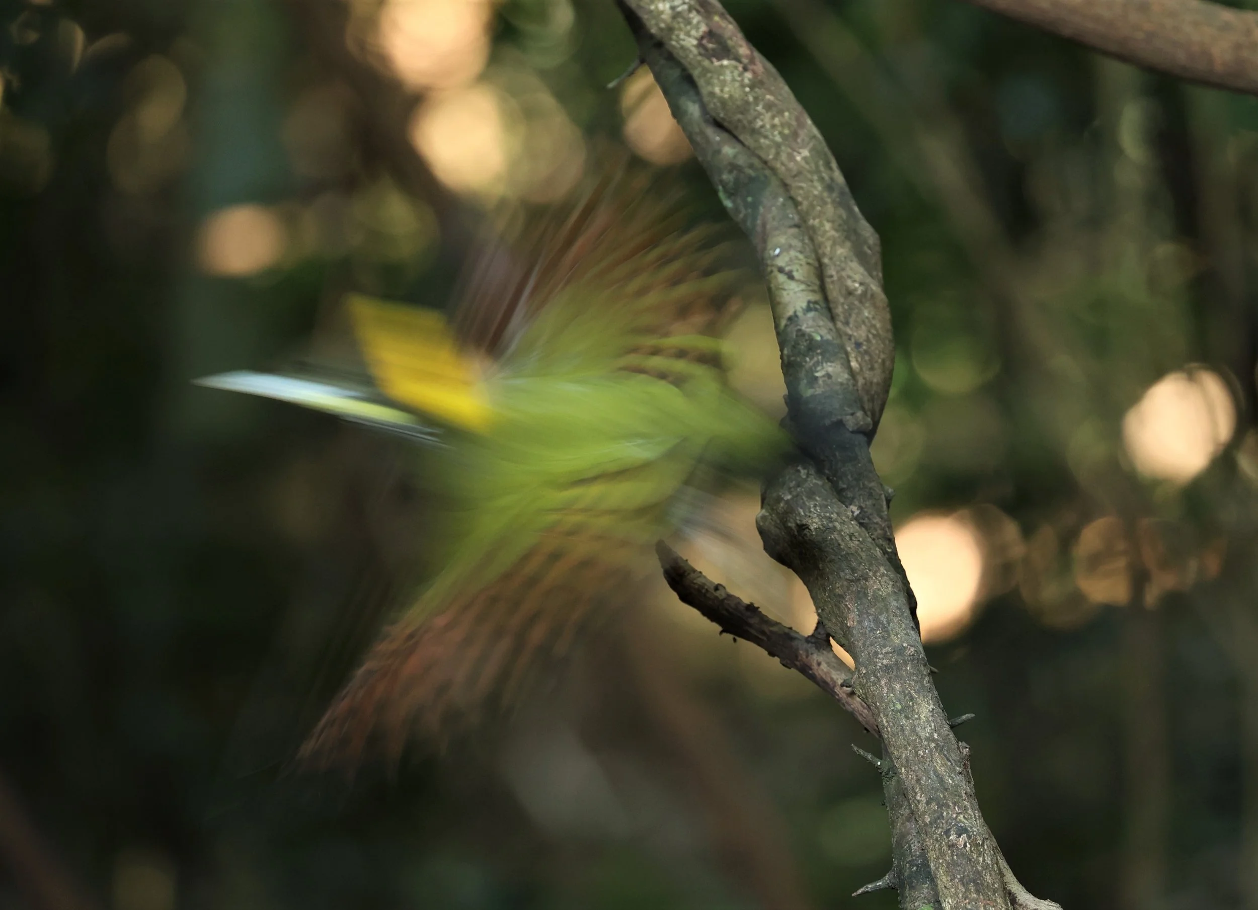 WOODPECKER - GREATER YELLOWNAPE - Chrysophlegma flavinucha - PETCHABURI PROVINCE - NUY HIDE NEAR KAENG KRACHAN JAN 2022 (5).JPG