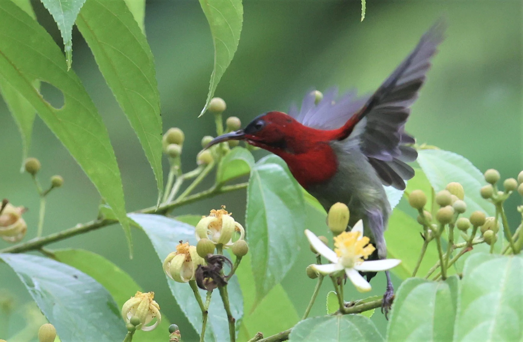 SUNBIRD - CRIMSON SUNBIRD - Aethopyga siparaja - KAENG KRACHAN NATIONAL PARK 16 OCT 2021 (85).jpg
